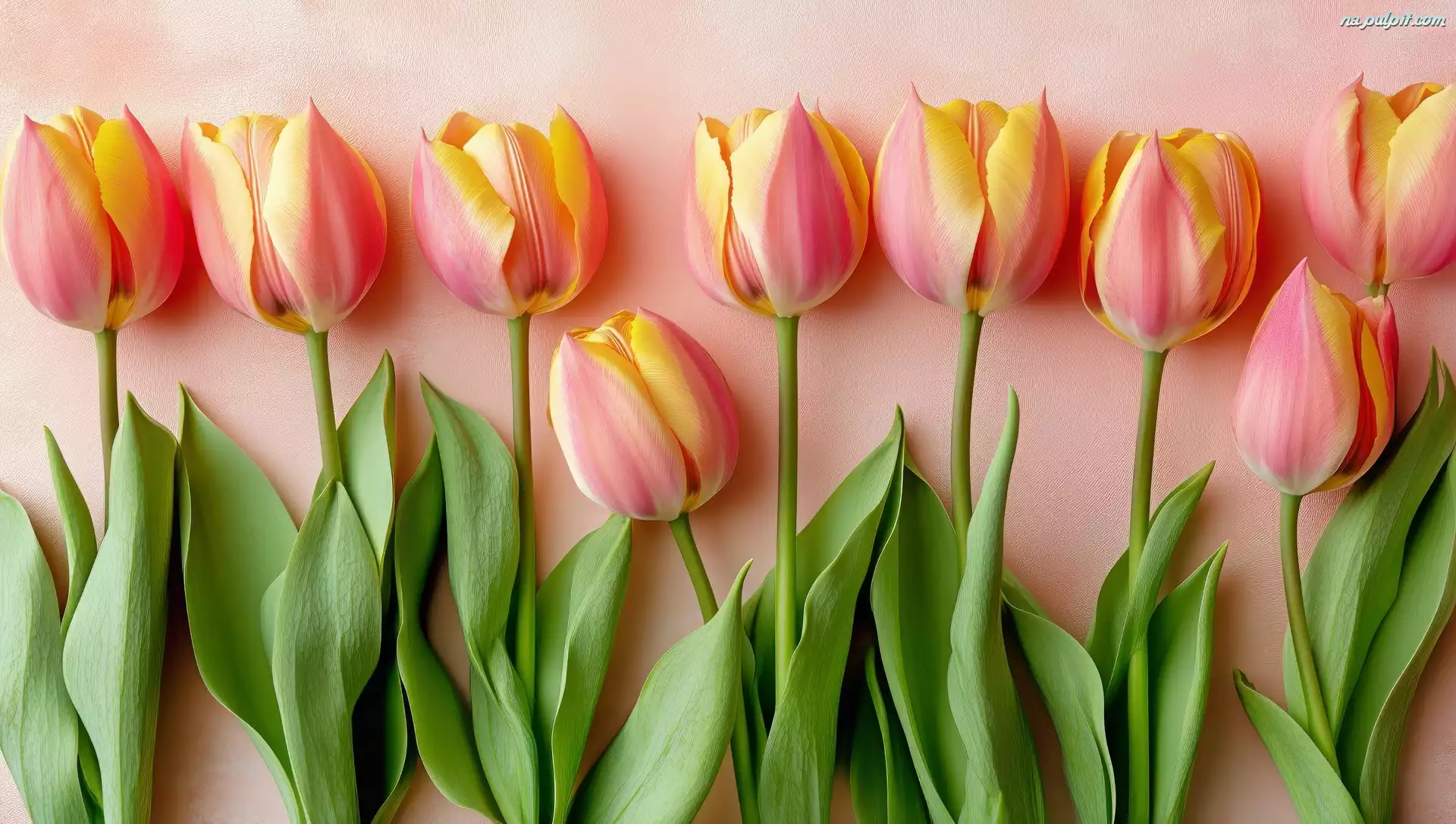 Tulipany, Różowo-żółte, Listki