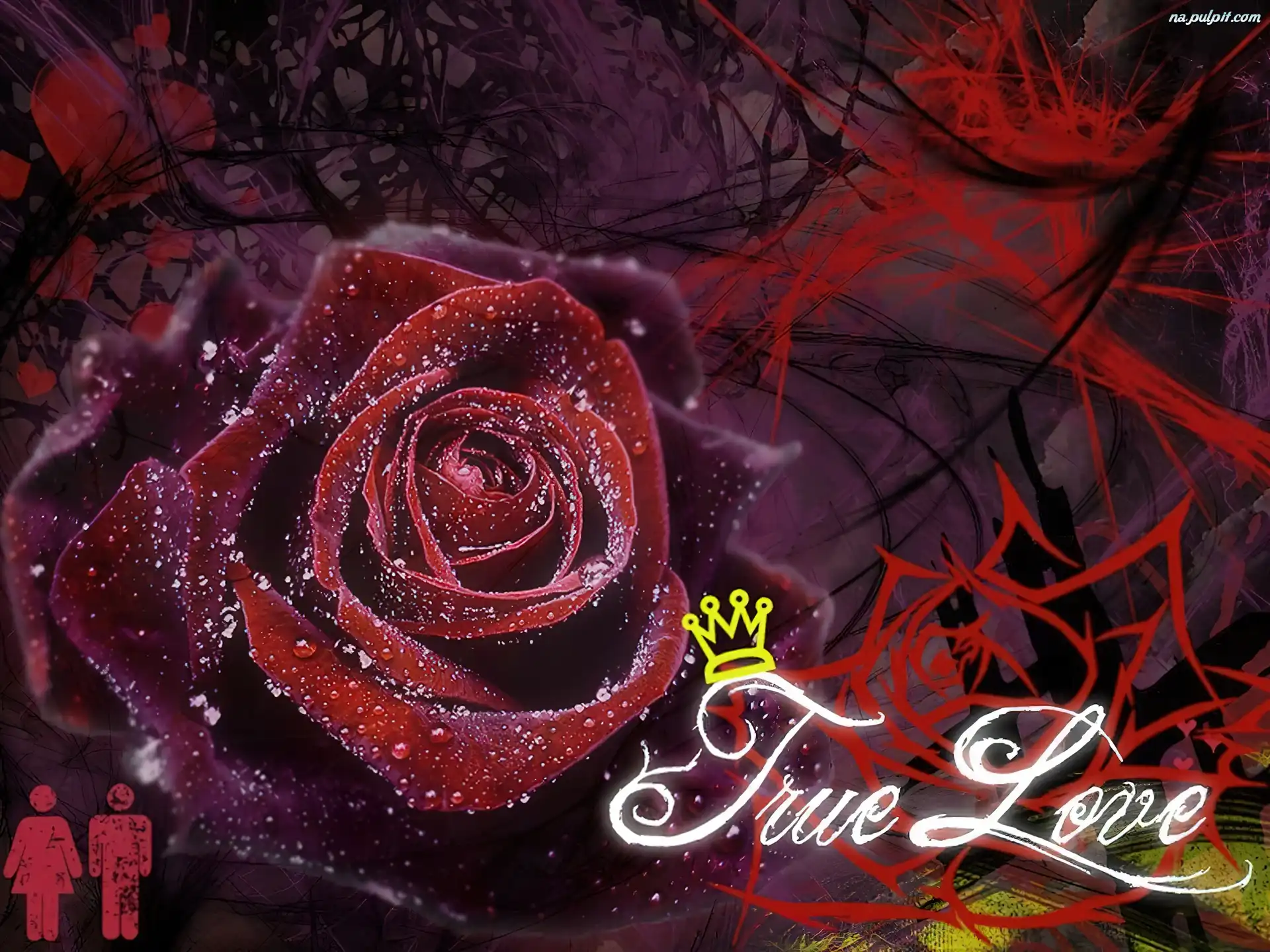 Miłość, Róża, Czerwona, Prawdziwa