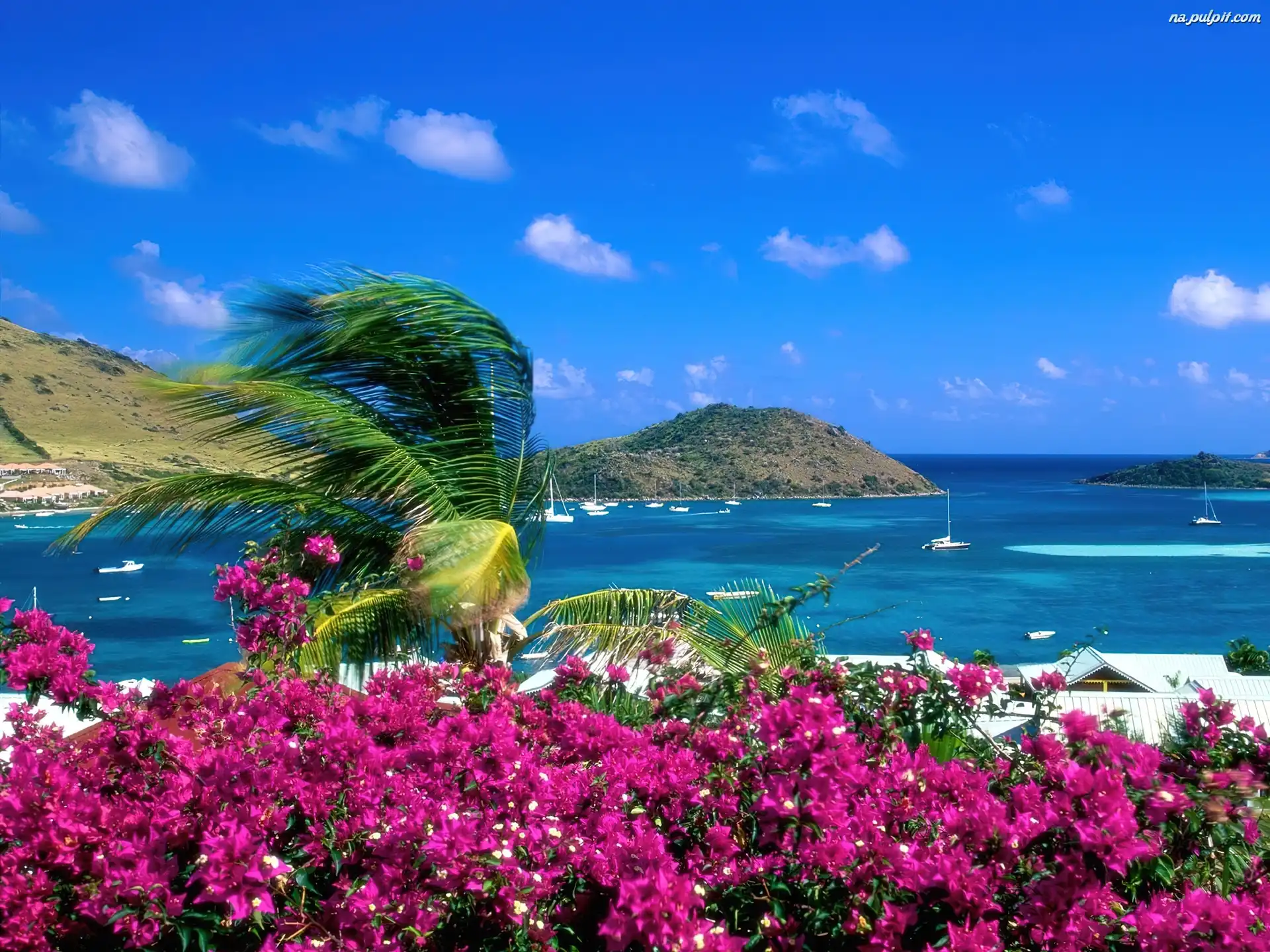 Morze, Wyspa, Saint Martin, Kwiaty