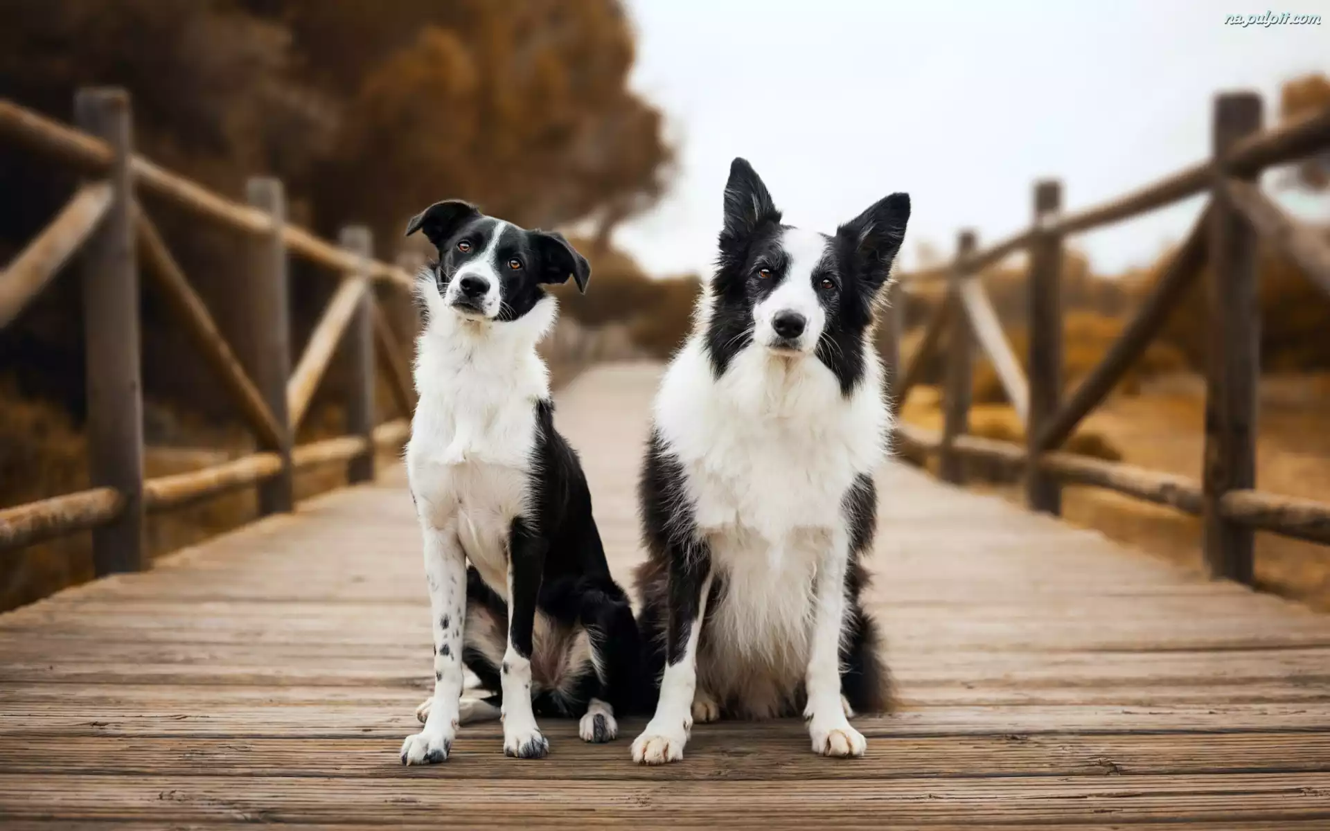 Most, Krótkowłosy, Border collie, Dwa, Psy, Biało-czarne, Długowłosy
