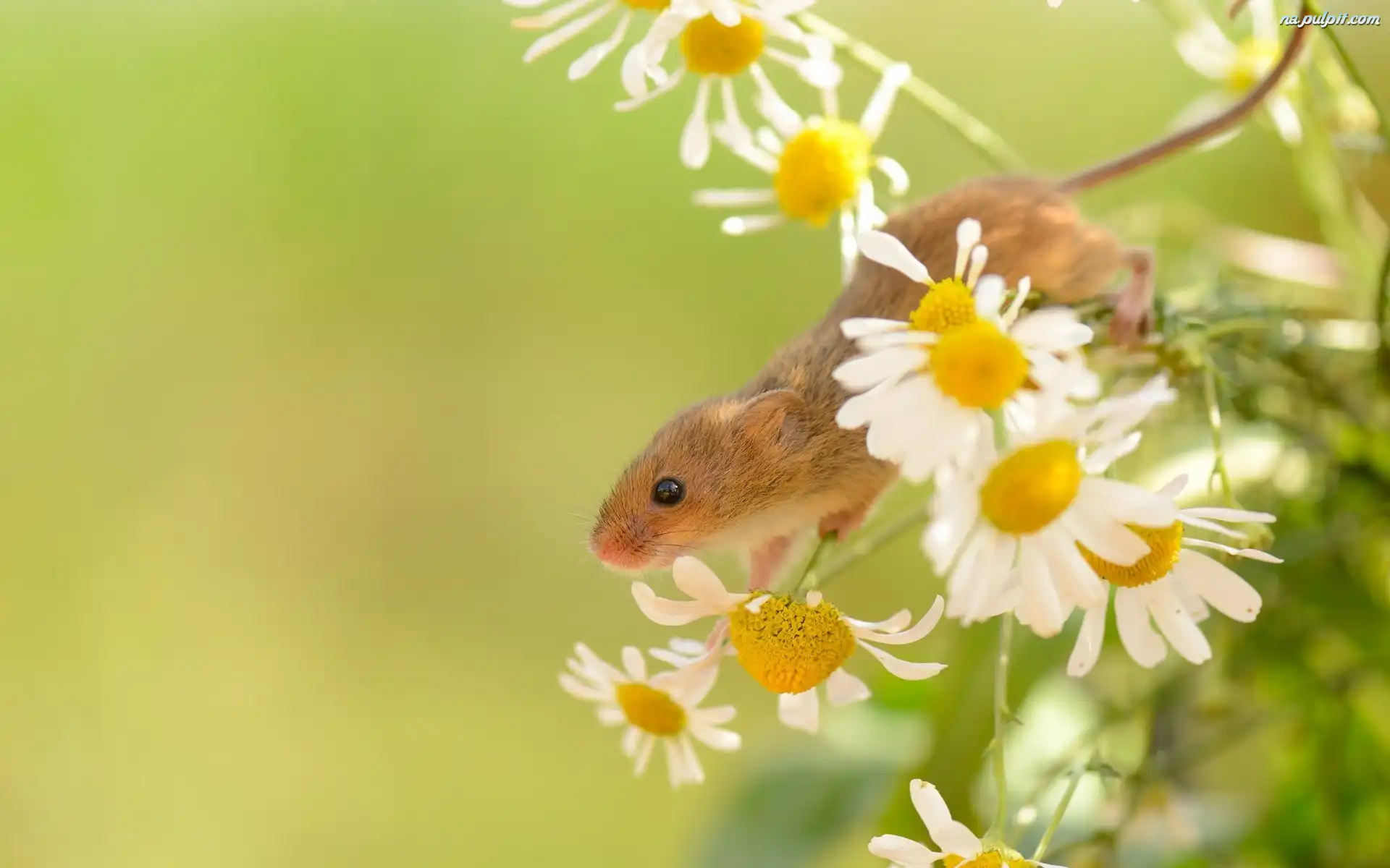 Mysz, Kwiaty