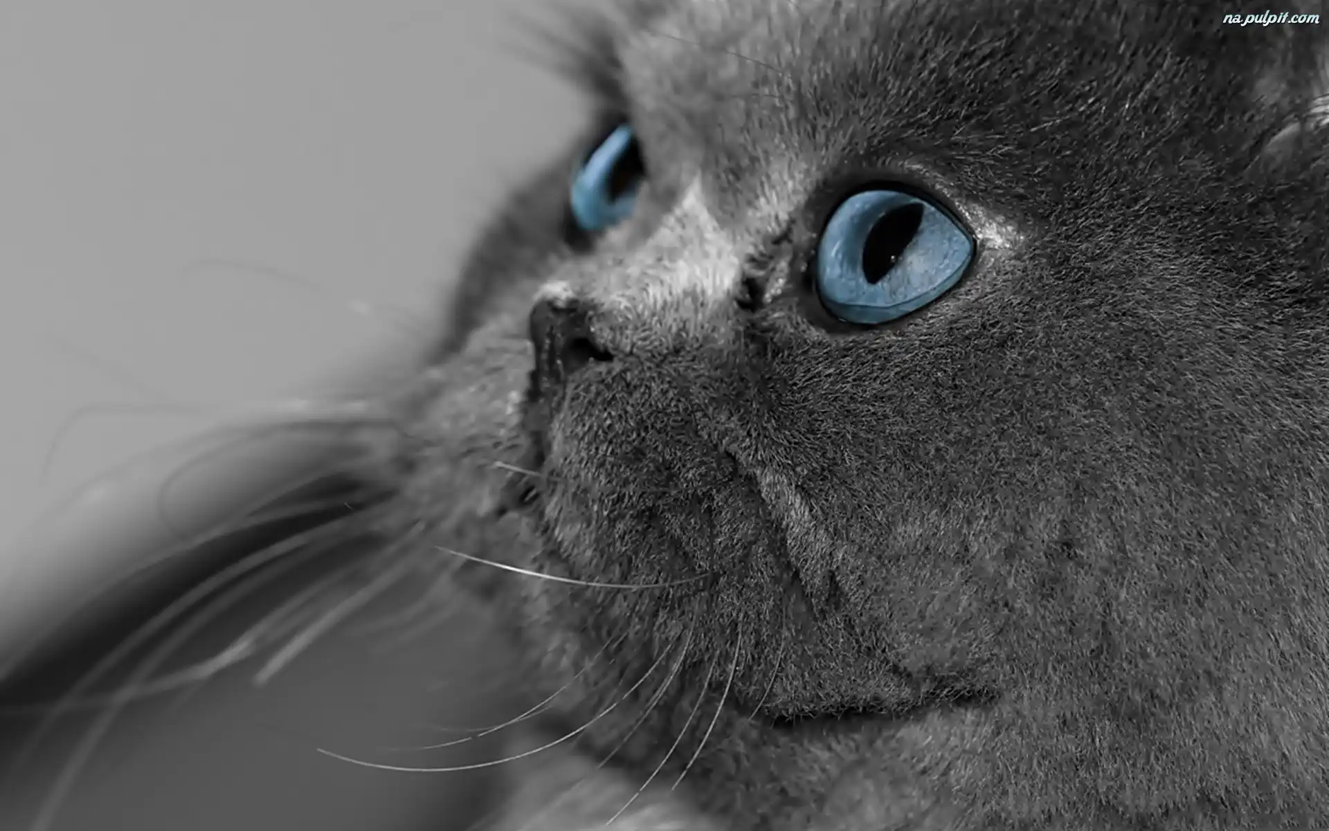 Kot, Niebieskie Oczy Na Pulpit
