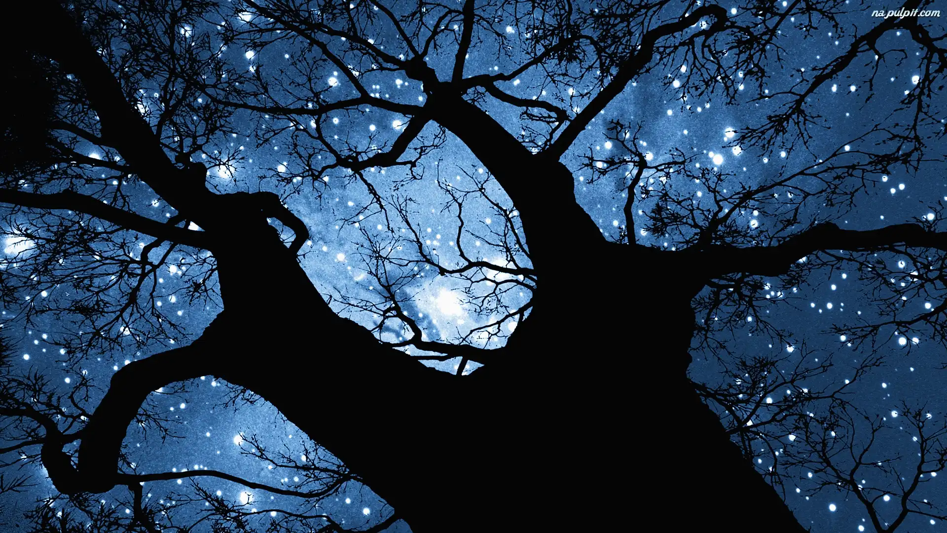 Drzewo, Niebo, Gwiazdy