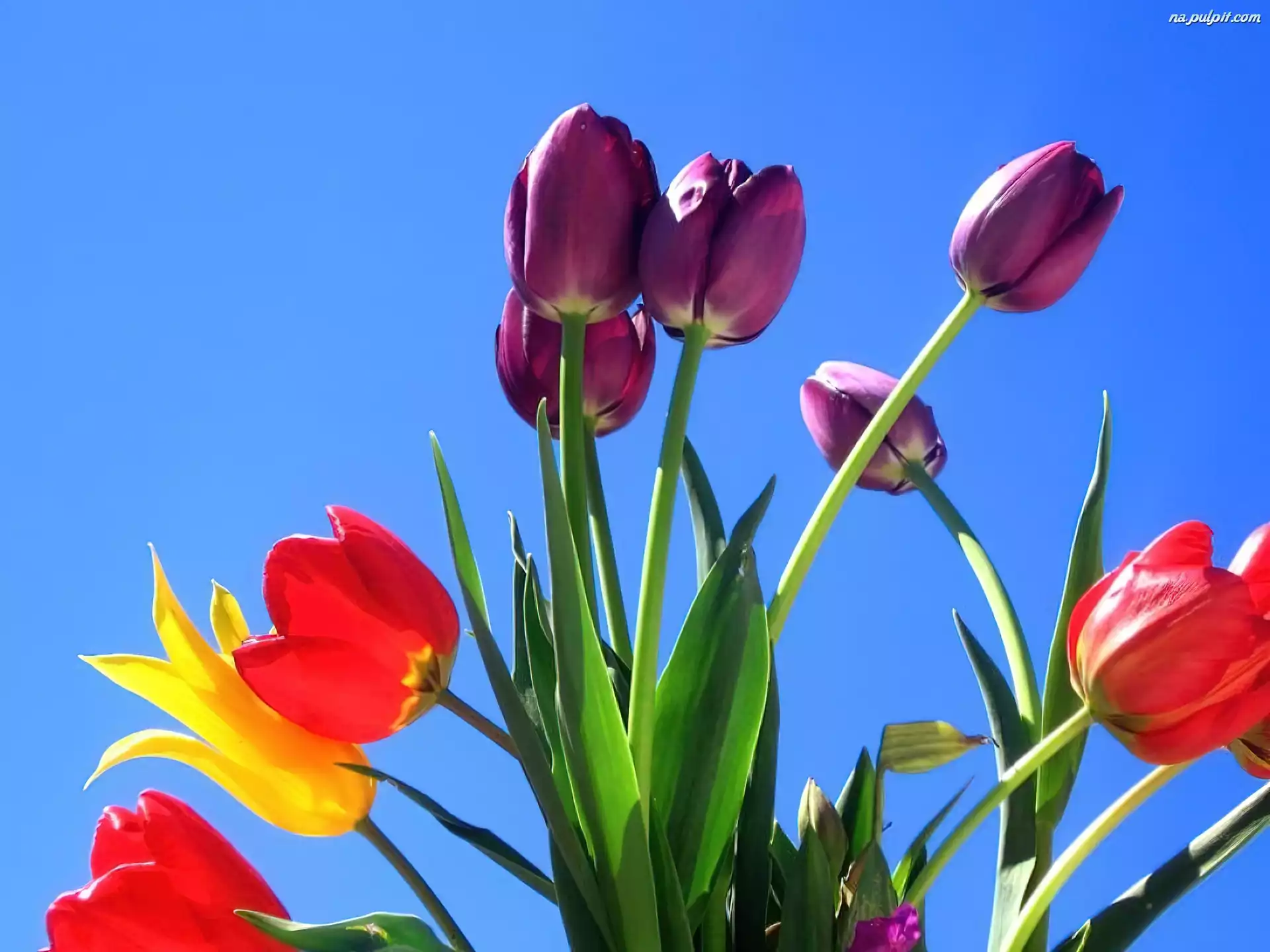 Niebo, Tulipany, Kolorowe, Niebieskie
