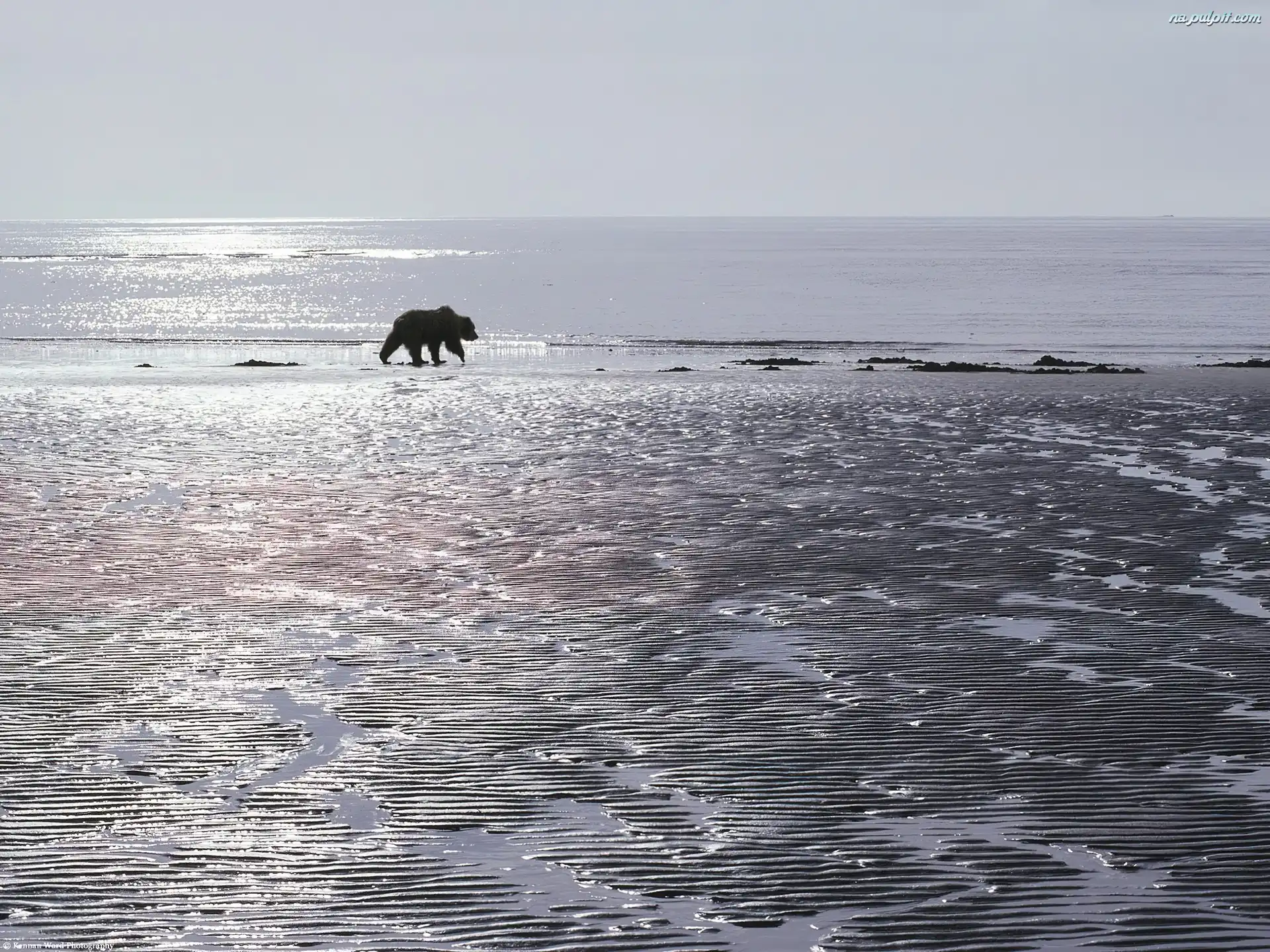 Niedźwiedź, ocean