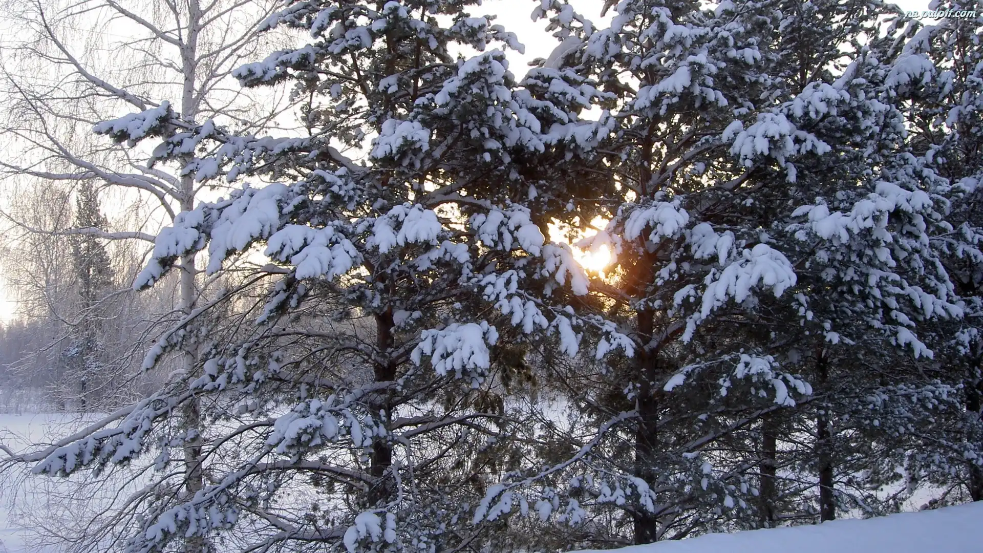 Śnieg, Iglasty, Zaspy, Drzewa, Słońce, Las