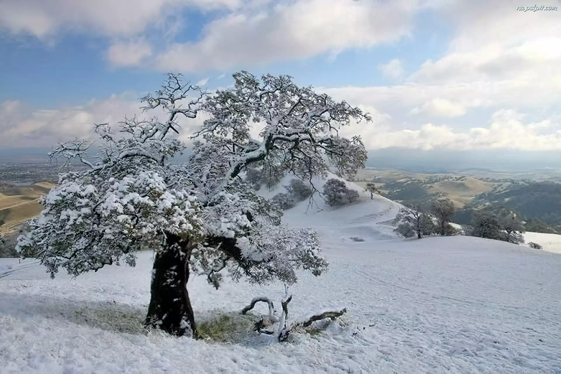 Wzgórze, Śnieg, Drzewo