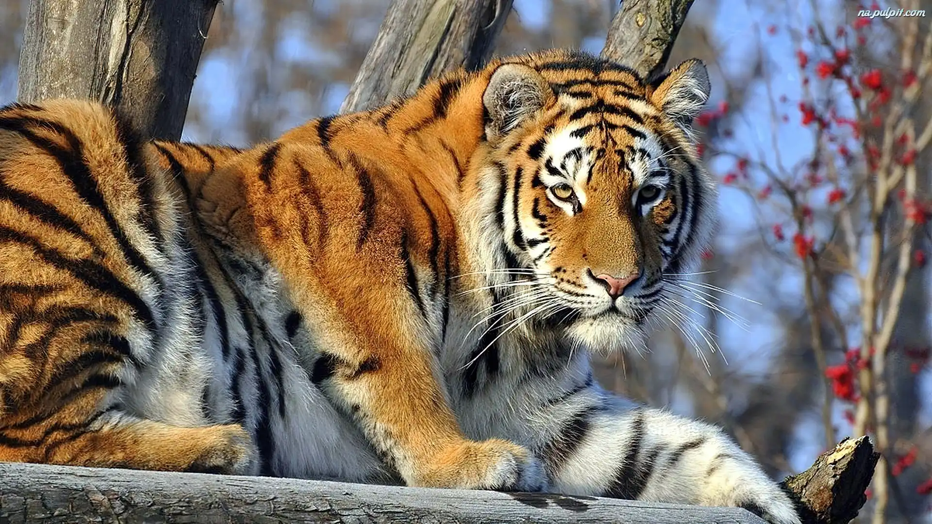 Odpoczywający, Tygrys