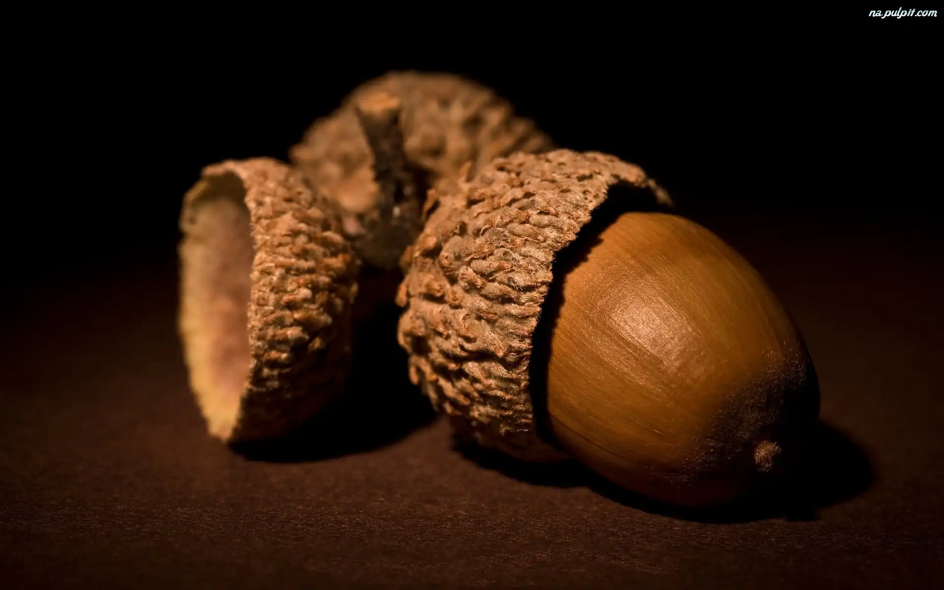 Dębu, Żołędzie, Owoce