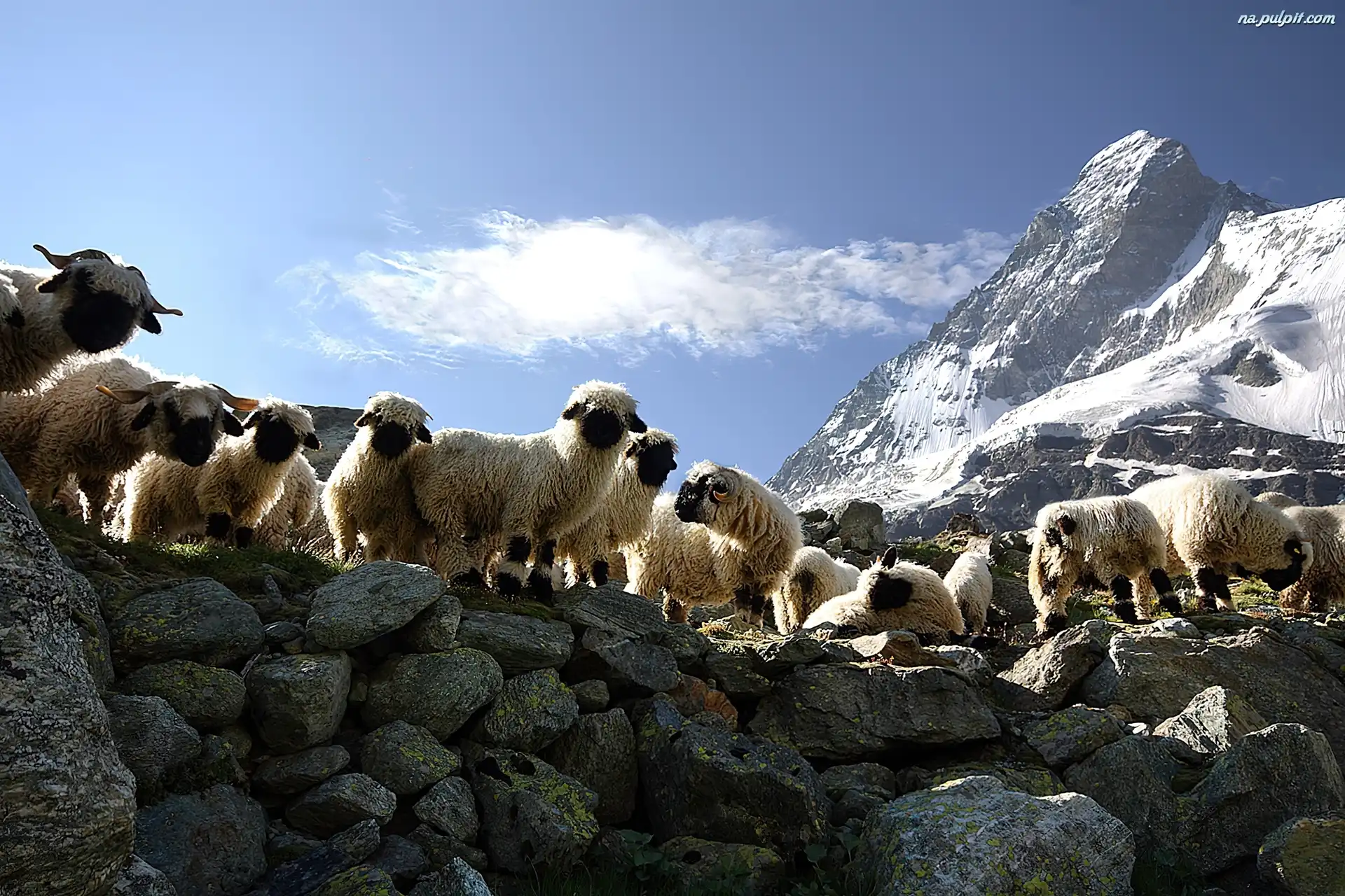Góry, Owce, Kamienie