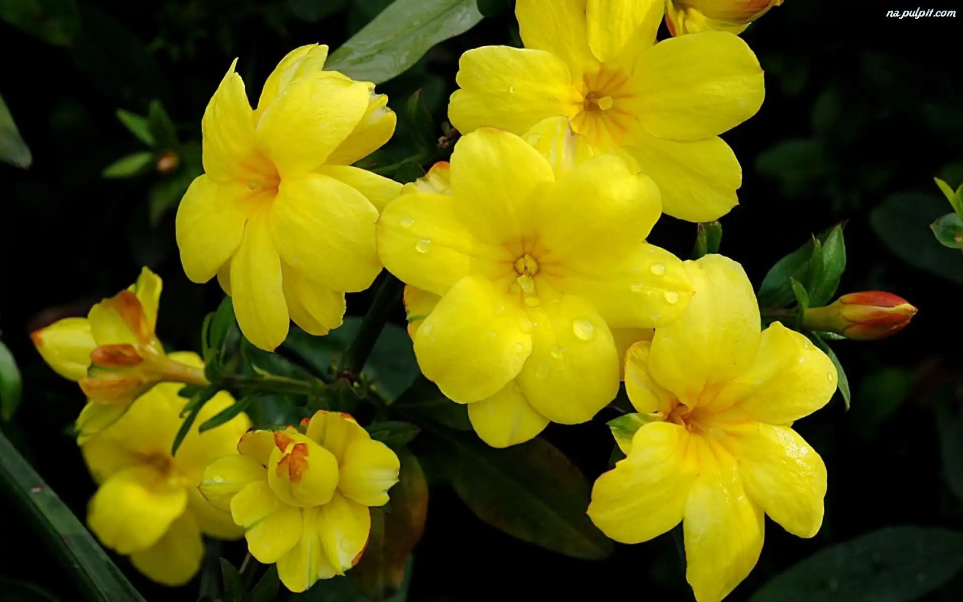 Pąki, Kwiaty, Żółte, Gałązka, Alamanda