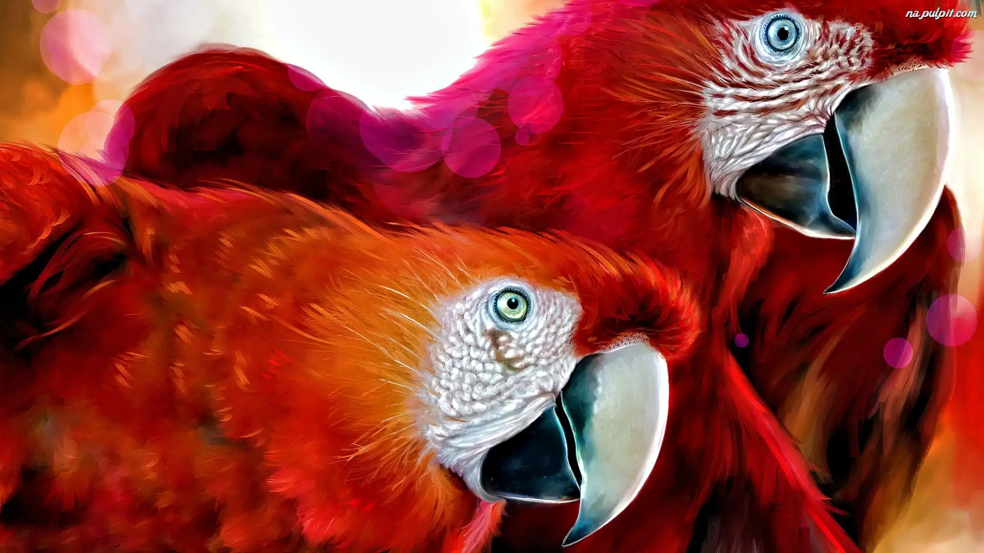 Papużki, Ary