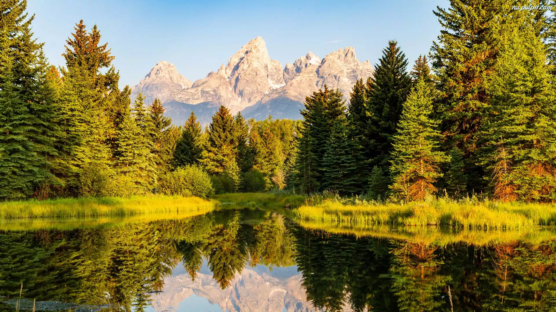 Odbicie, Drzewa, Góry, Stany Zjednoczone, Wyoming, Park Narodowy Grand Teton, Rzeka
