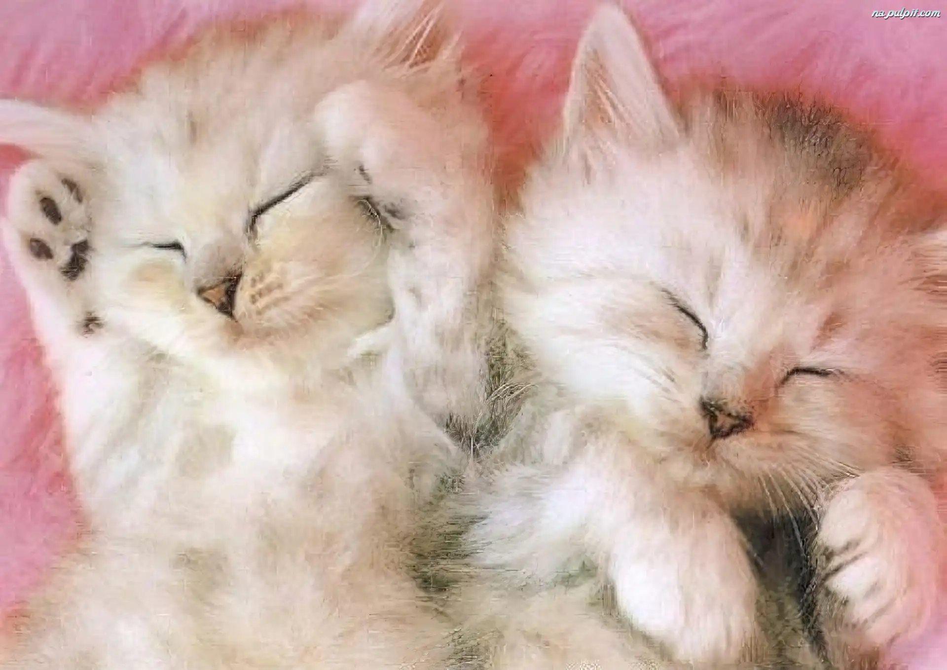 Kotki
, Śpiące, Puszyste