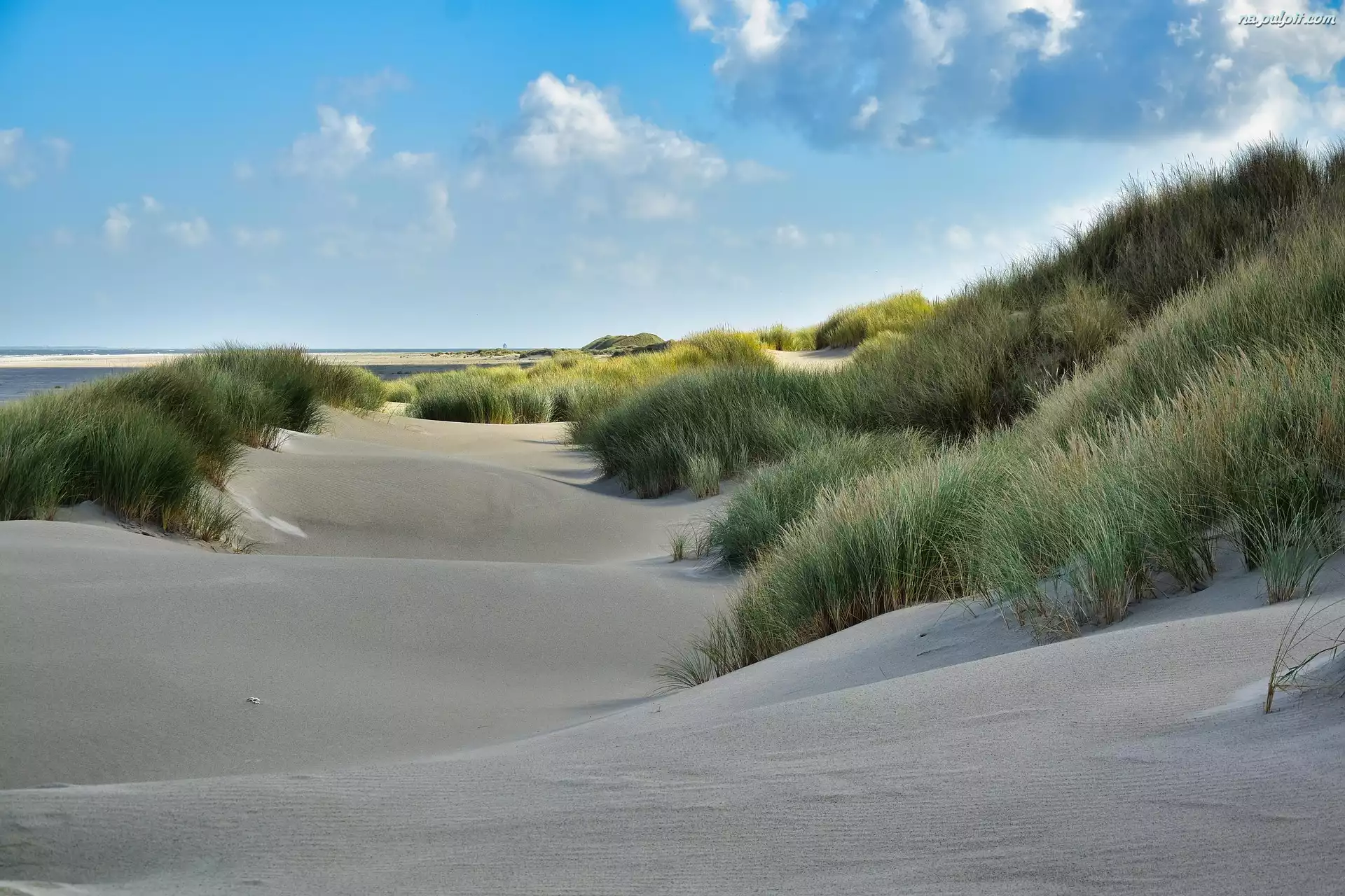 Plaża, Piasek, Trawa