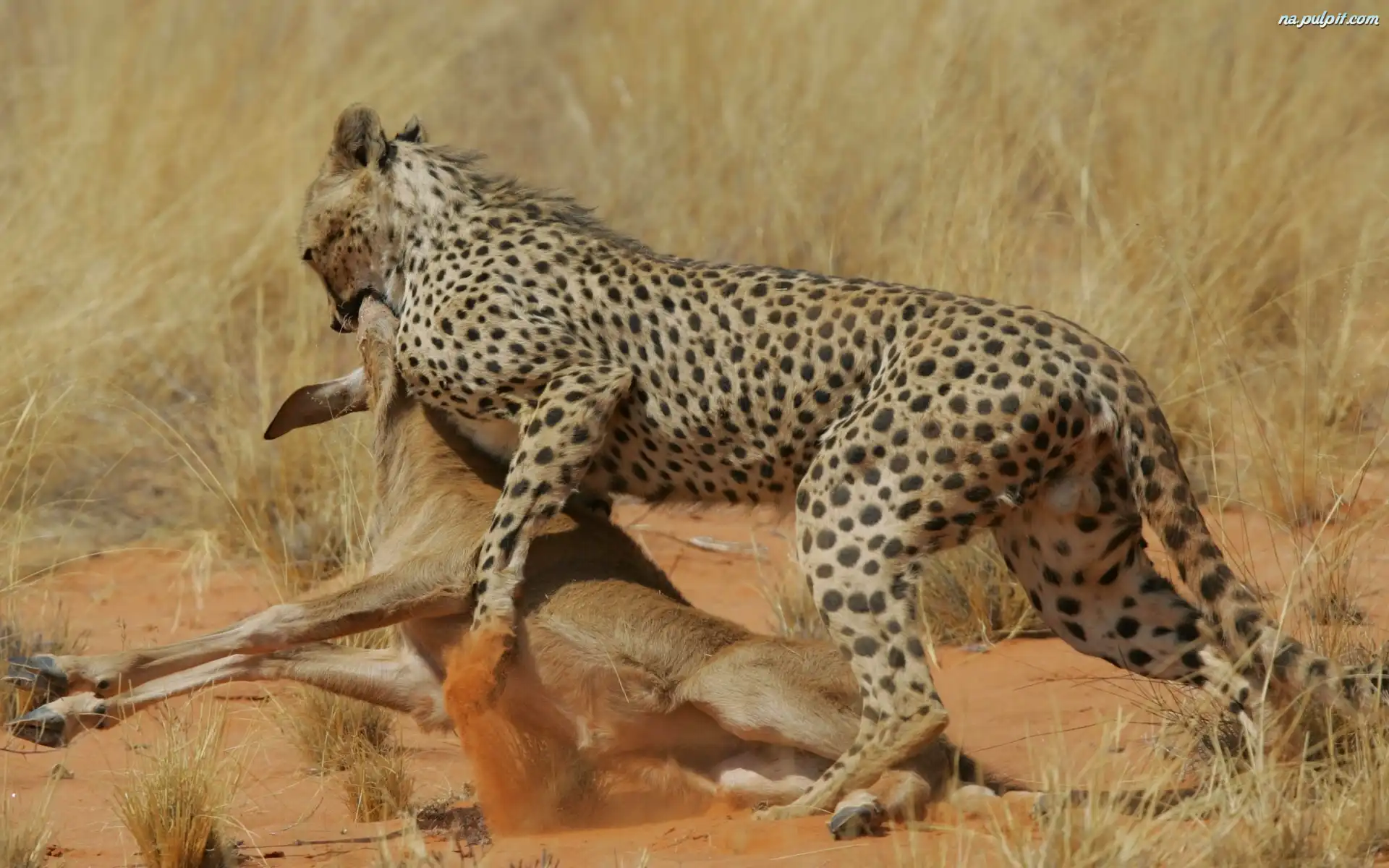 Polowanie, Jaguar, Atakujący, Sarna