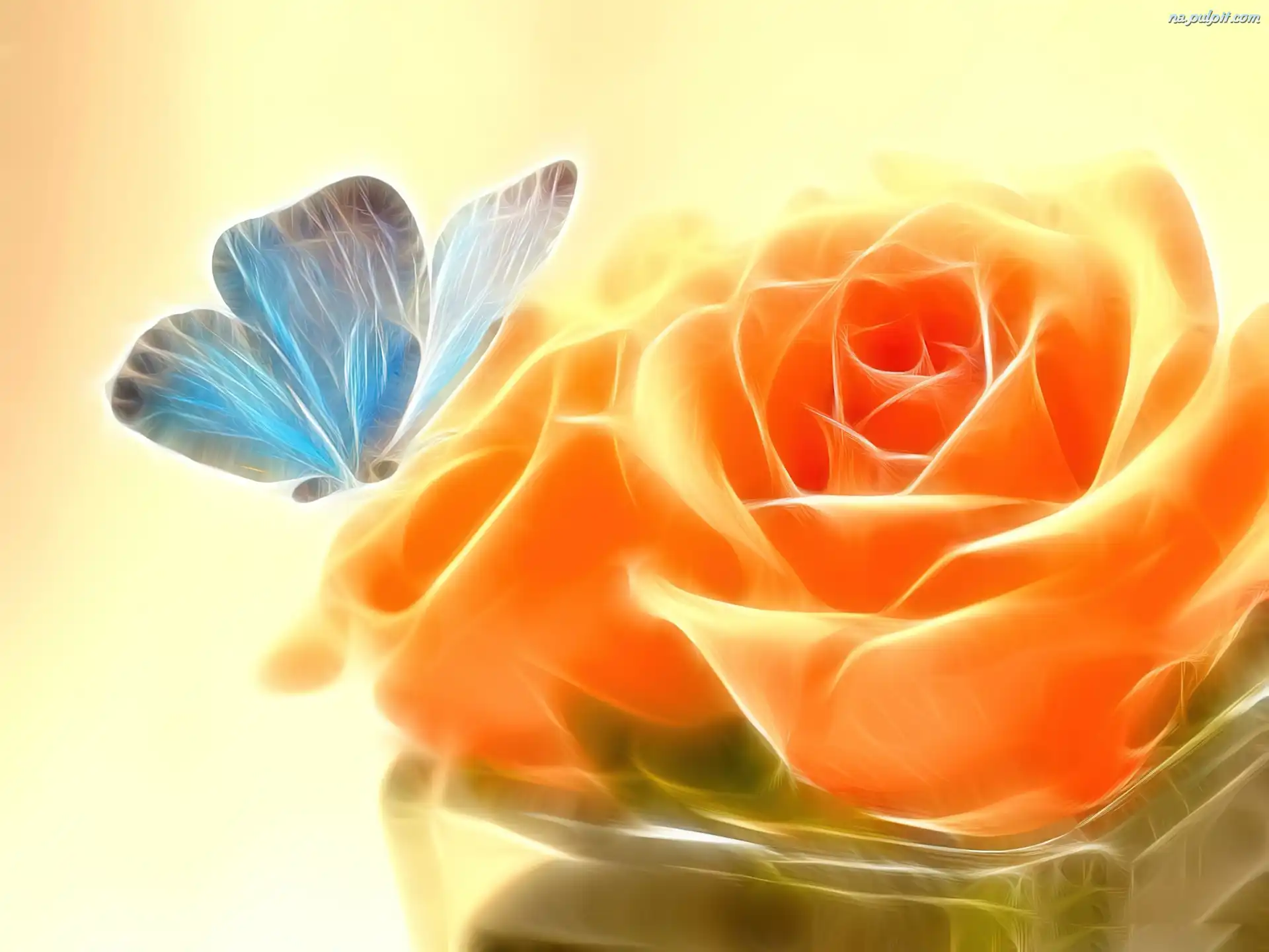 Motyl, Pomarańczowa, Róża