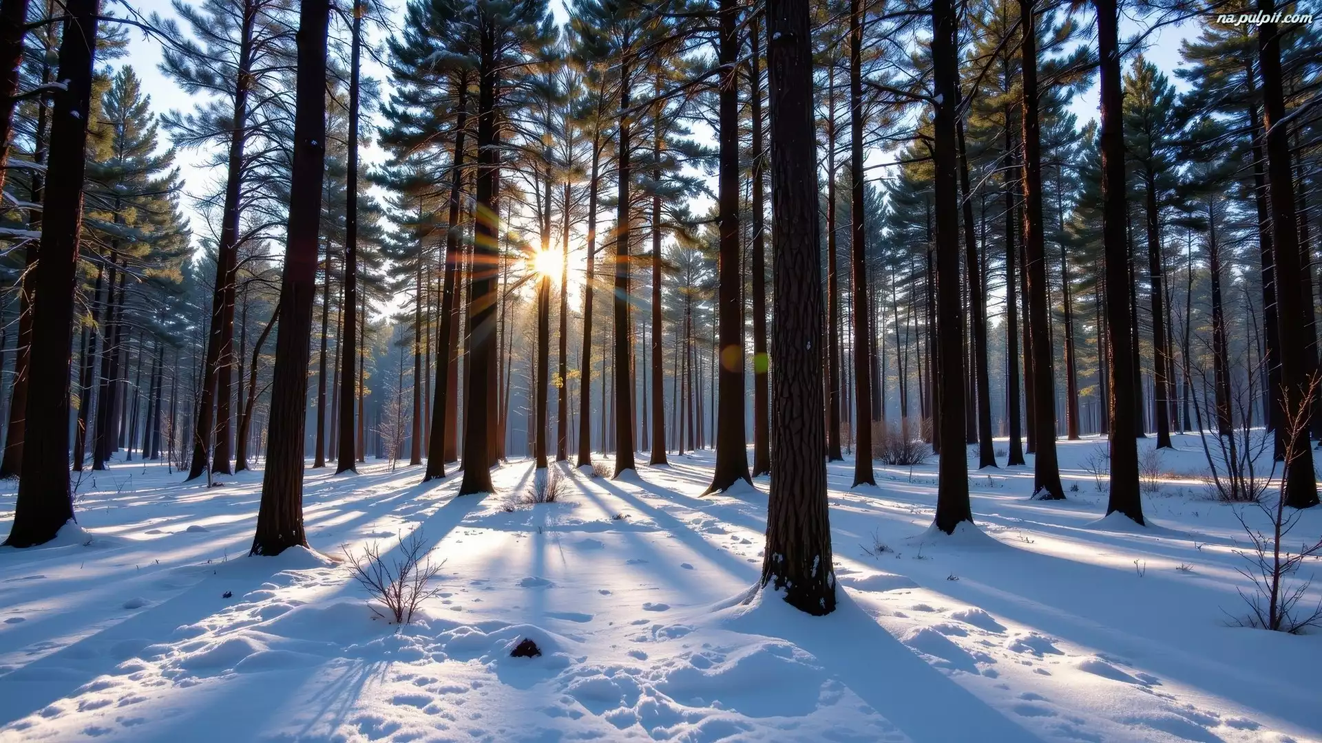 Śnieg, Las, Sosnowy, Promienie słońca, Drzewa