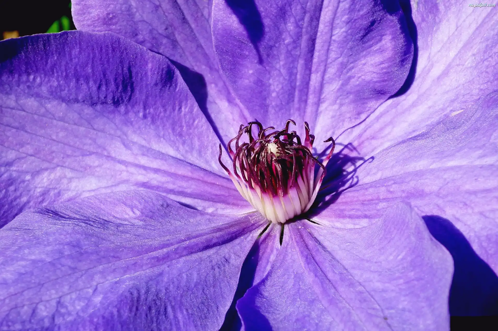 Clematis, Przyroda, Kwiat