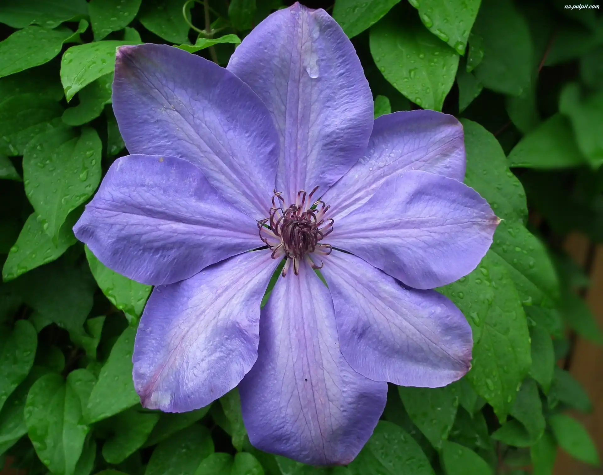 Clematis, Przyroda, Kwiaty
