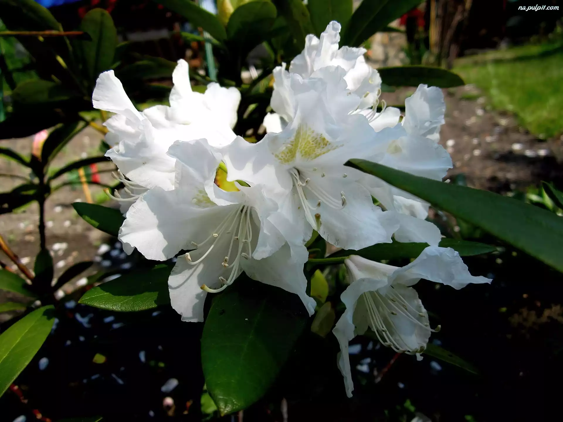 Rododendron, Przyroda, Kwiat