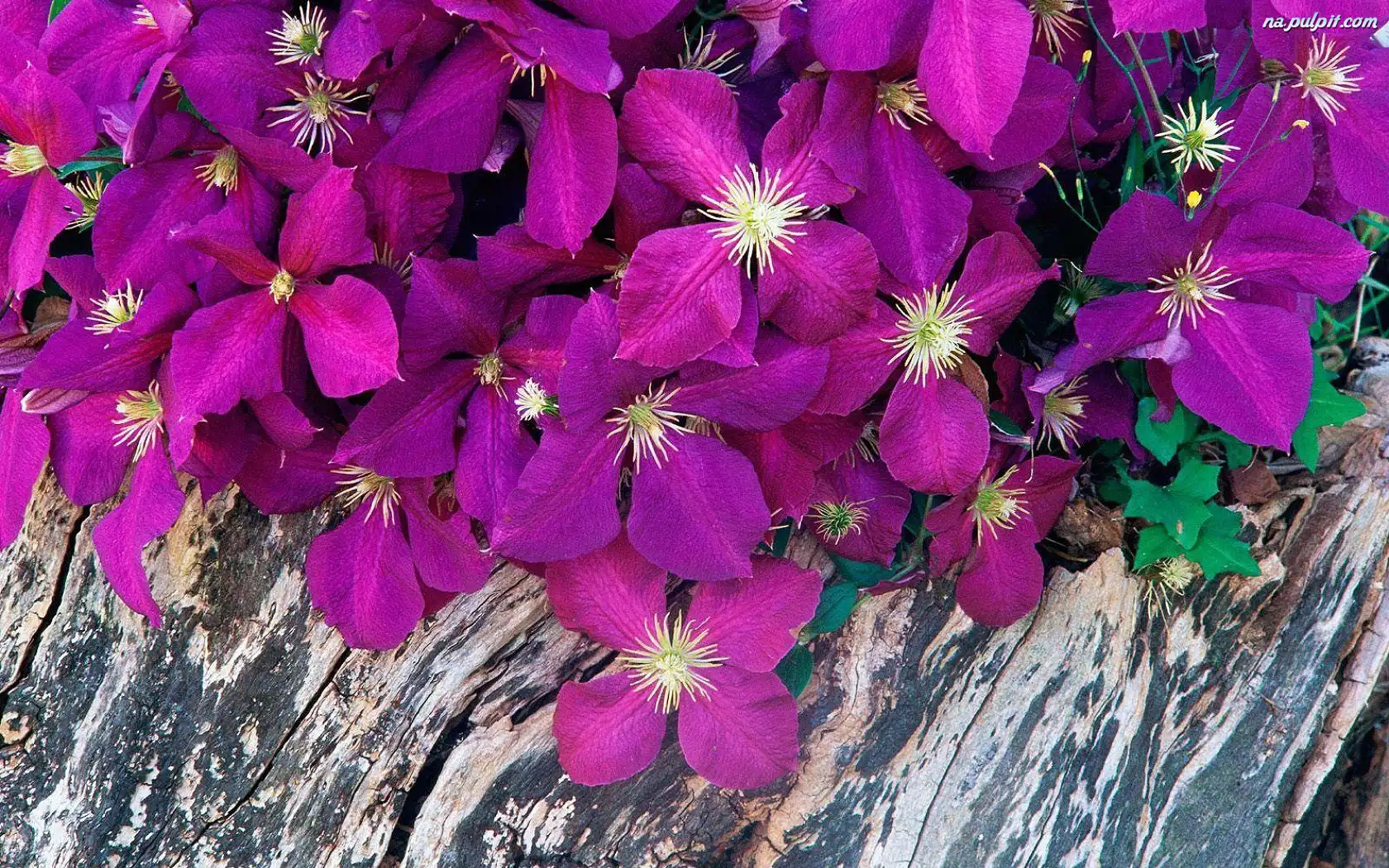 Powojniki, Purpurowe, Kwiatki