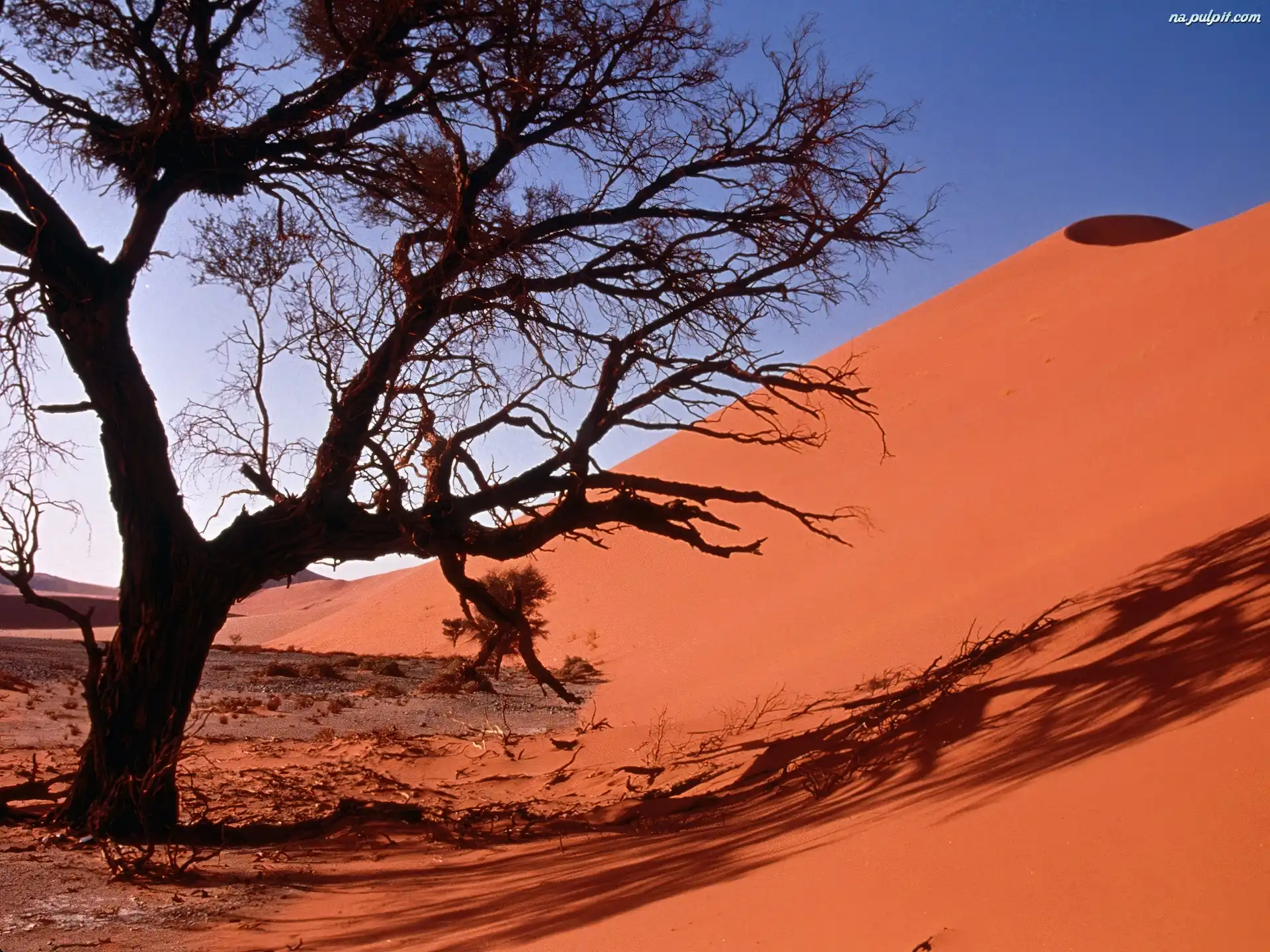 Pustynia, Sand Dunes, Drzewo