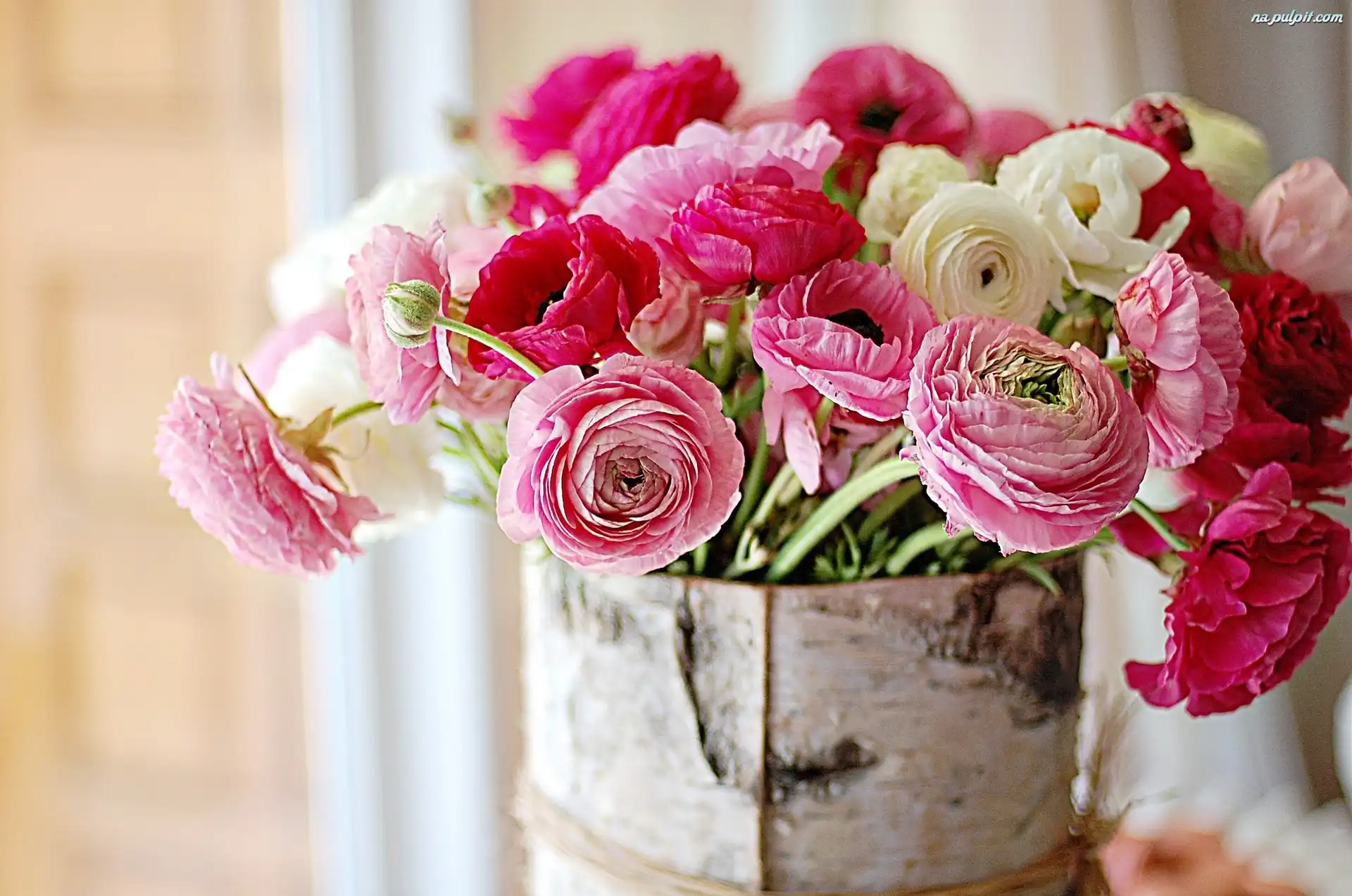 Jaskier, Ranunkulus, Azjatycki