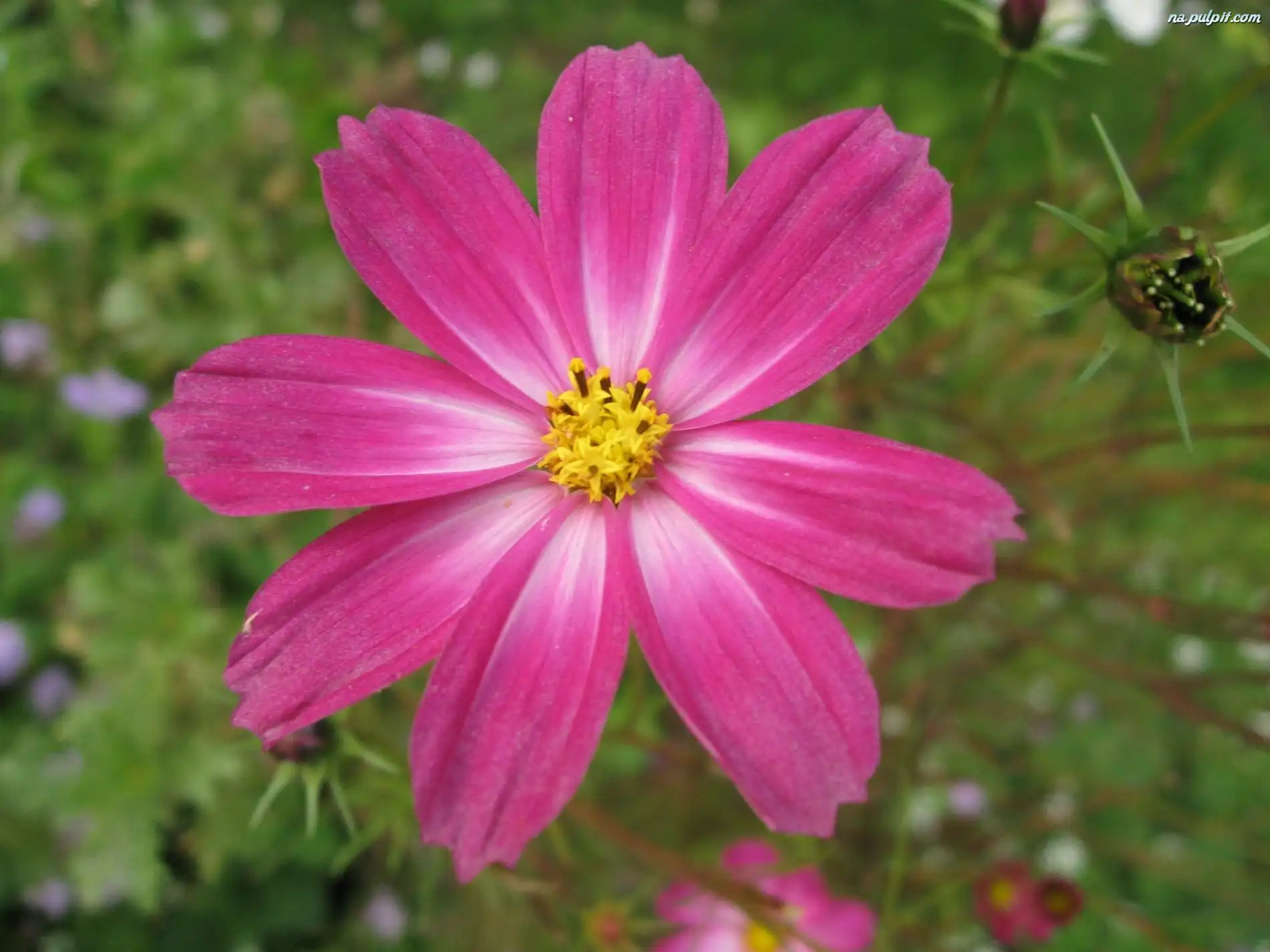 Cosmos odętka, Różowe, Płatki