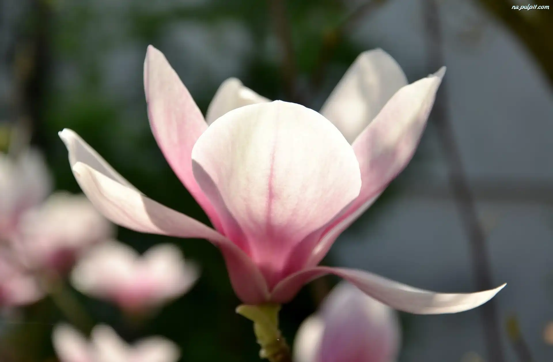 Magnolii, Różowy, Kwiat