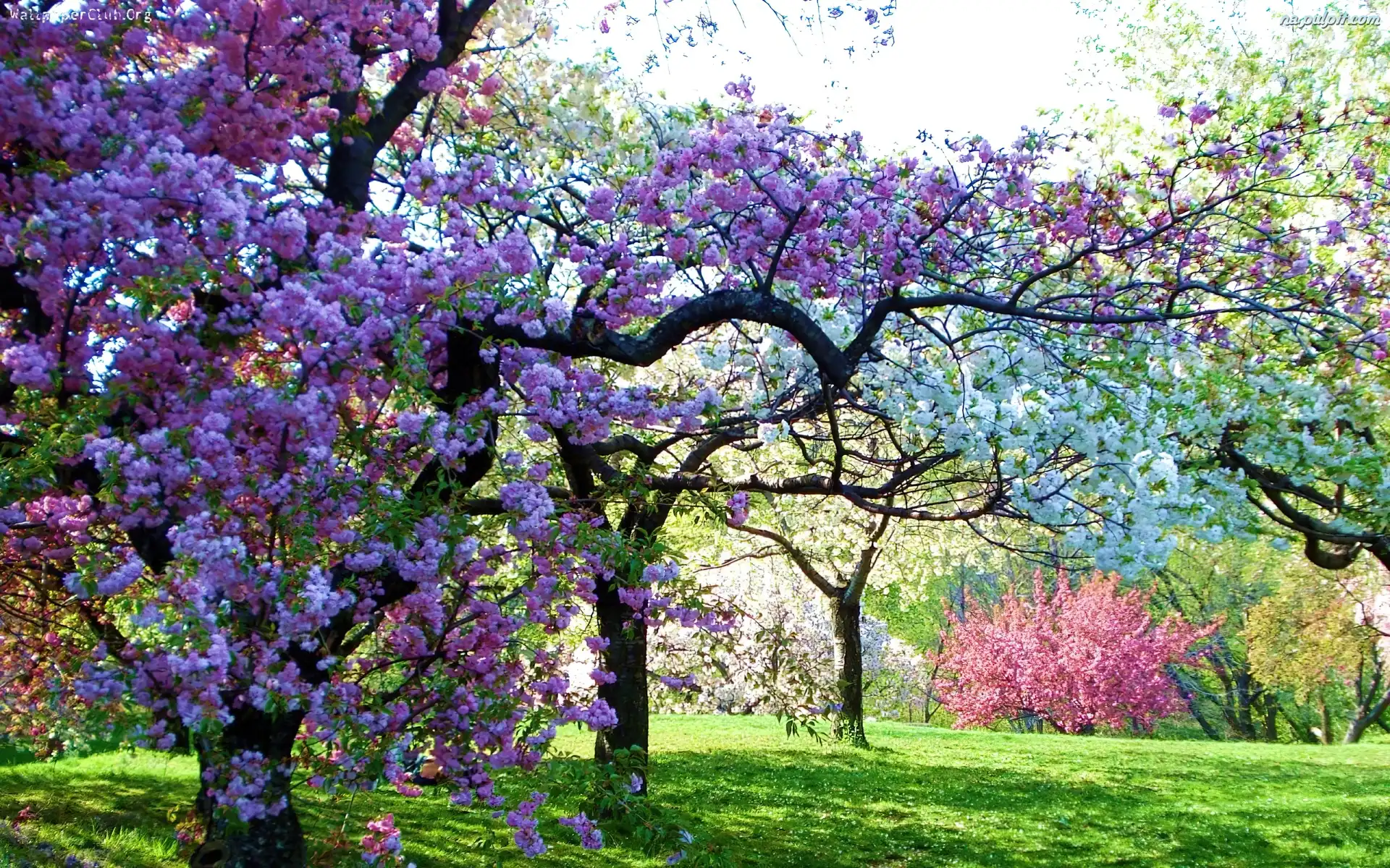 Sad, Wiosna, Drzewa Owocowe