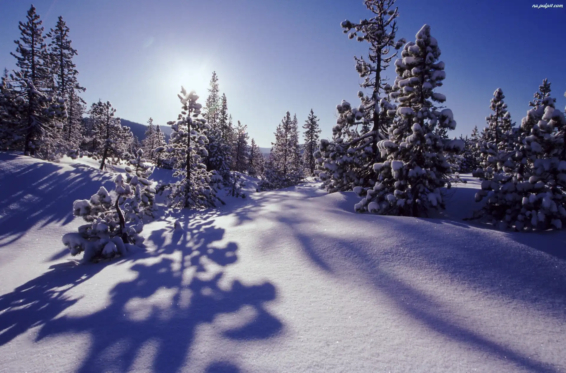 Słońca, Śniegiem, Pokryte, Drzewka, Promienie