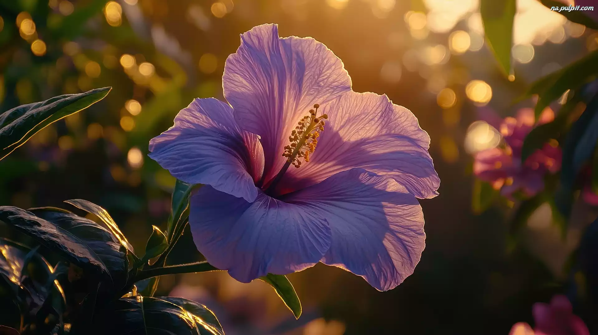 Światło, Hibiskus, Kwiat, Słoneczne, Purpurowy, Grafika