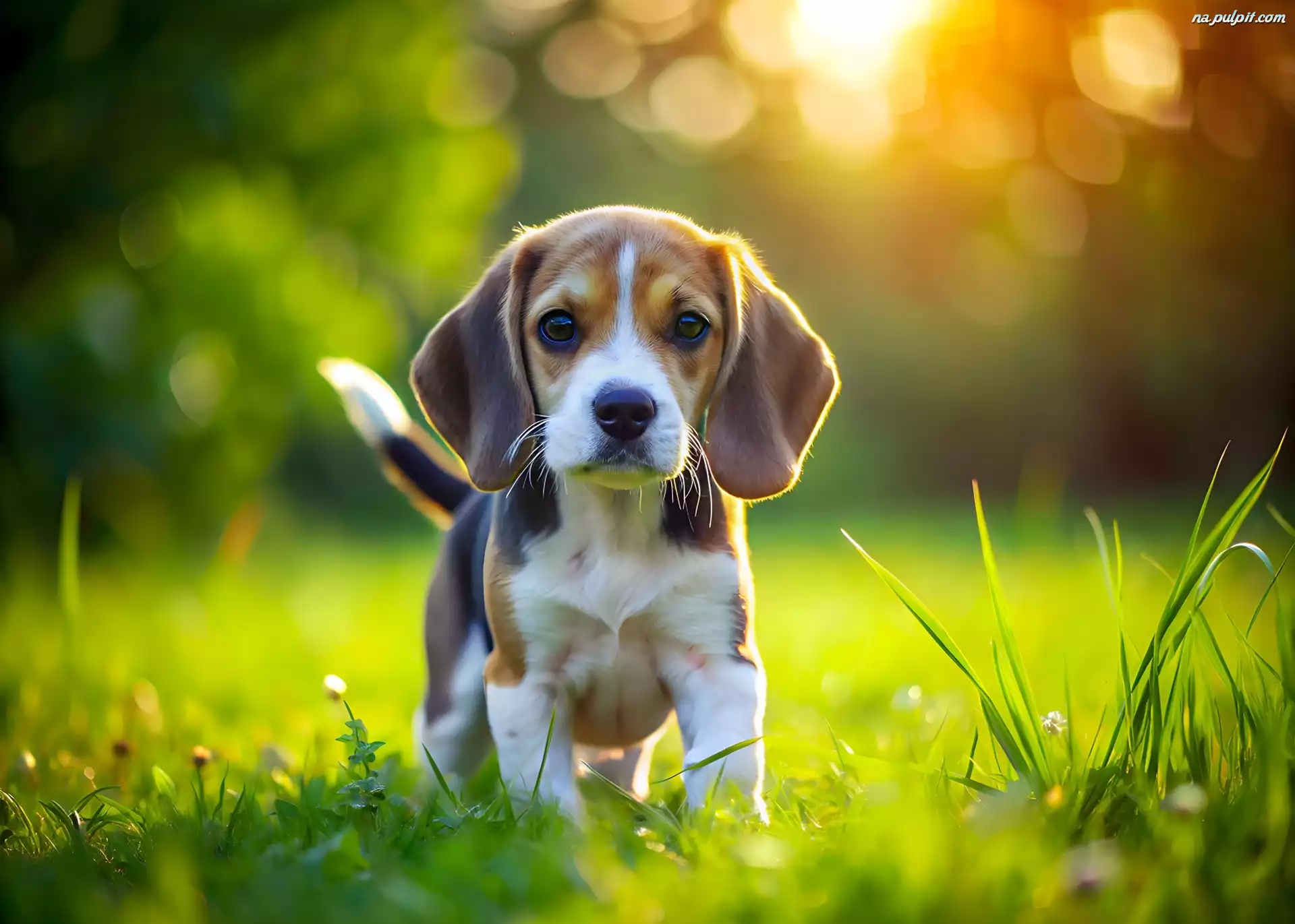 Światło, Beagle, Szczeniak, Słoneczne, Pies, Grafika
