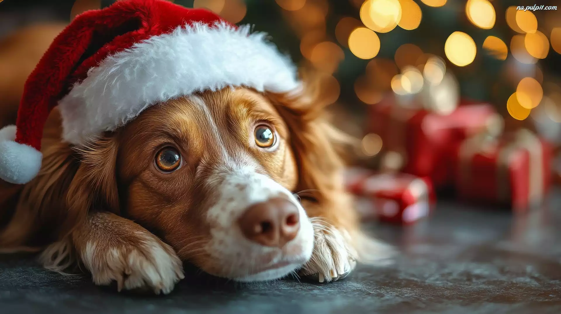 Mikołaja, Pies, Springer spaniel walijski, Prezenty, Czapka