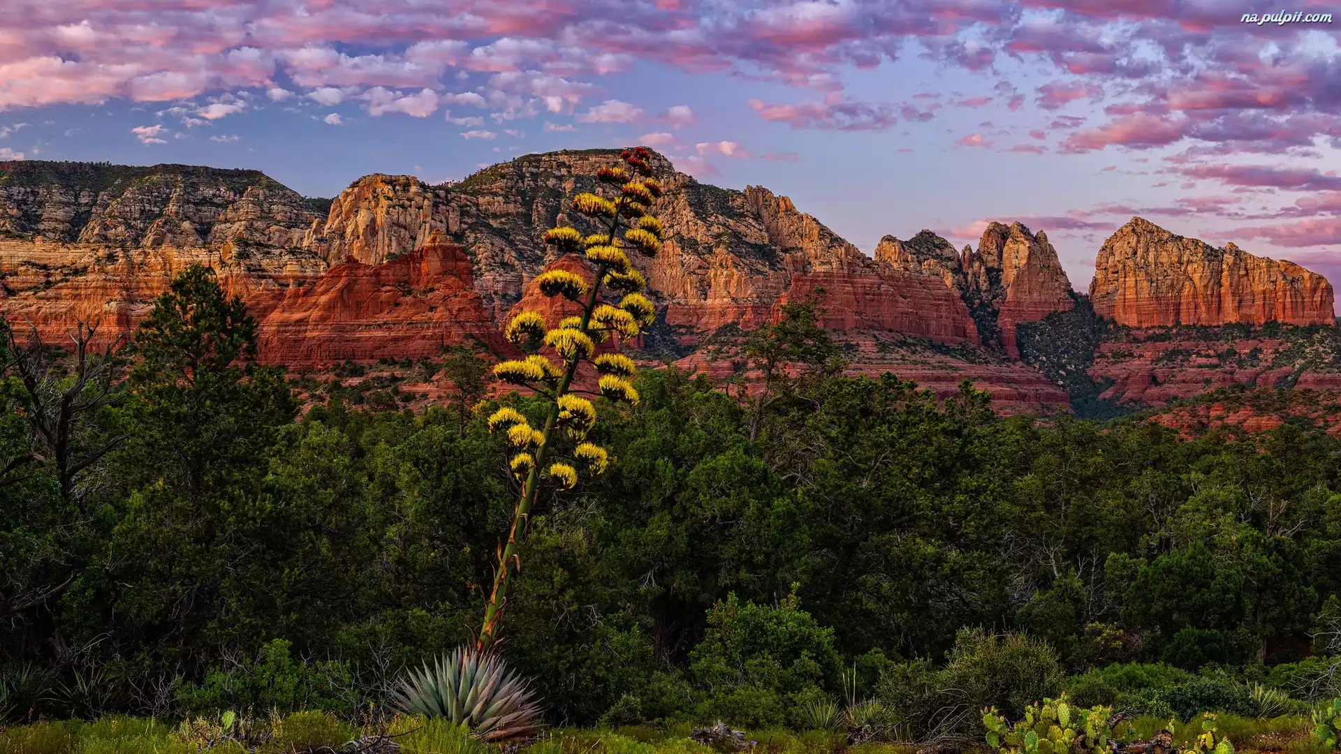 Agawa amerykańska, Oak Creek Canyon, Góry, Stany Zjednoczone, Arizona, Sedona, Drzewa