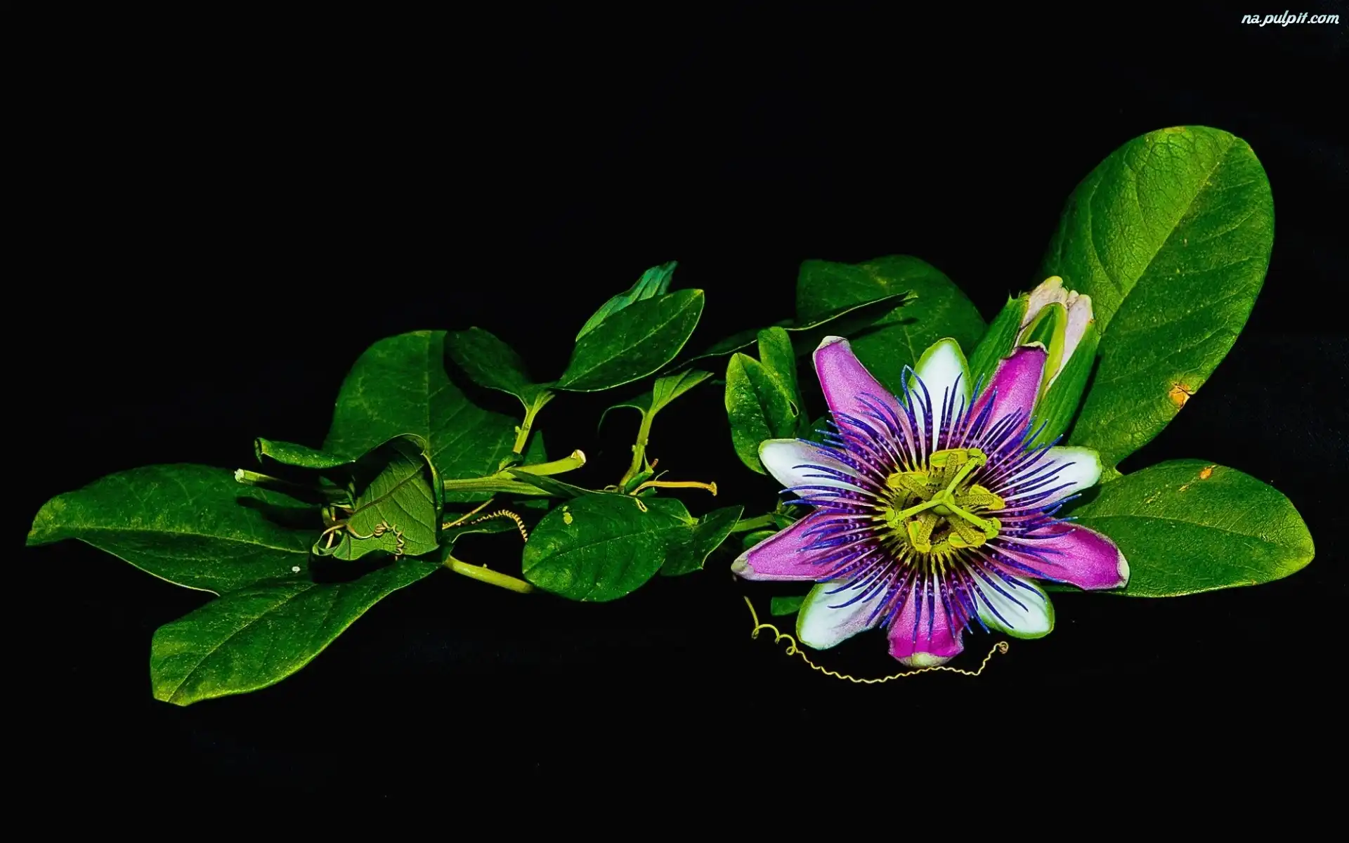 Tło, Flower, Passion, Kwiat, Czarne