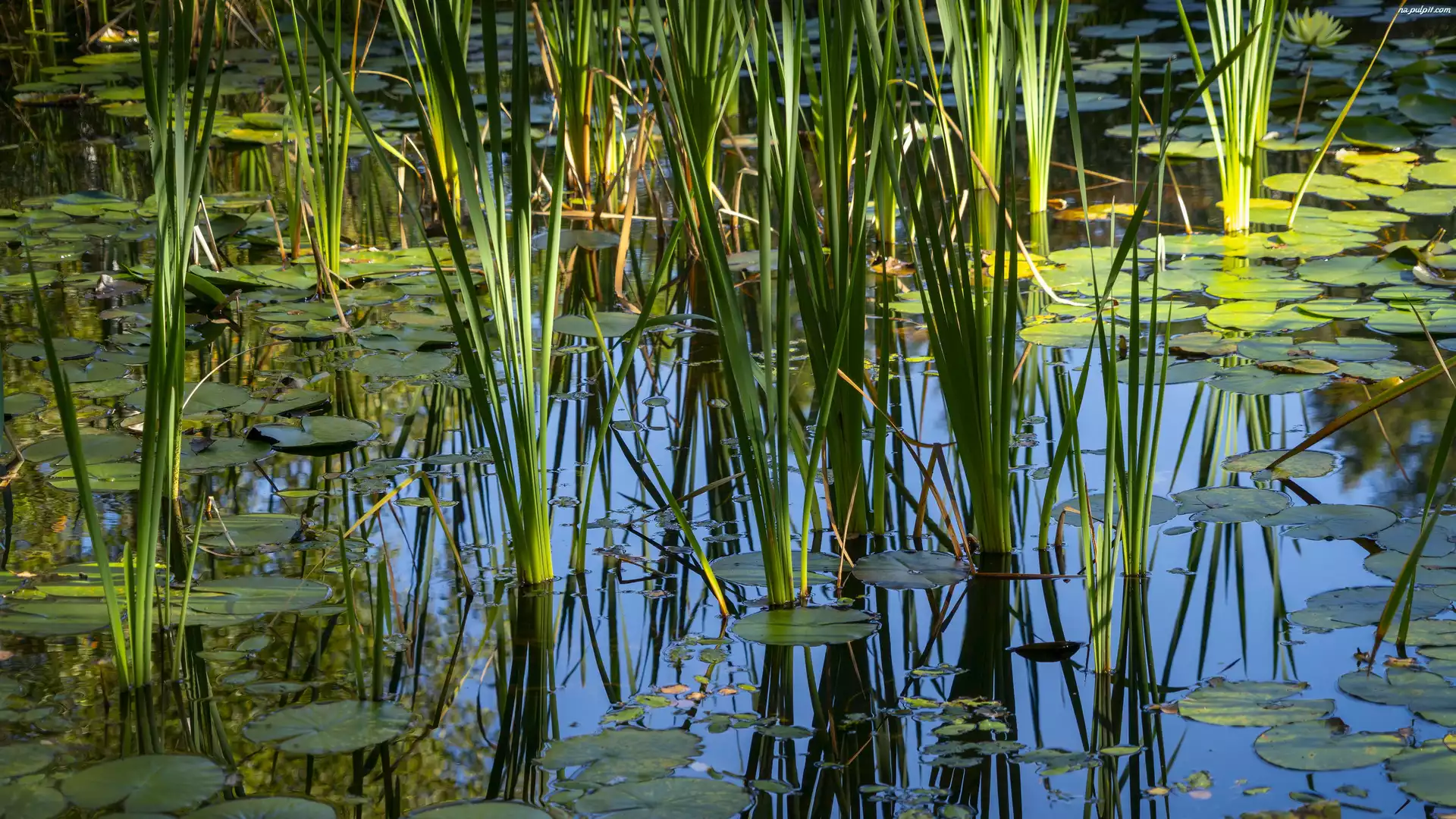 Staw, Trawa, Liście, Bagno, Odbicie