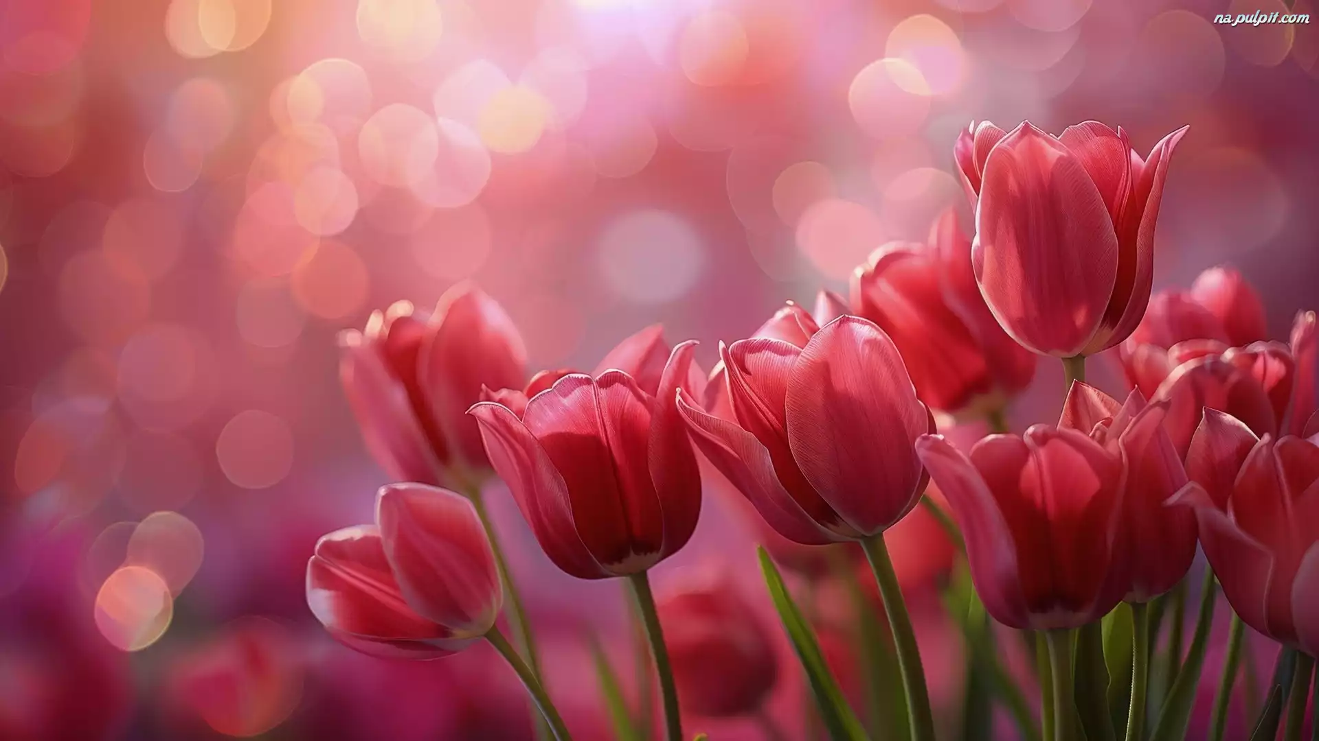 Tulipany, Czerwone, Bokeh