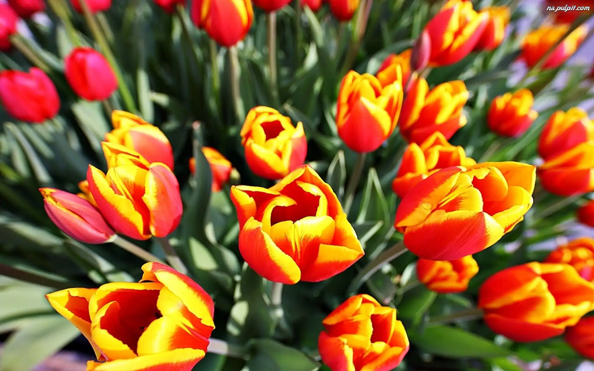 Czerwony, Tulipany, Żółty