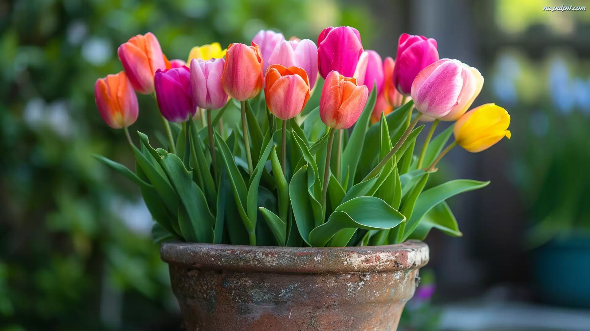 Tulipany, Kolorowe, Donica