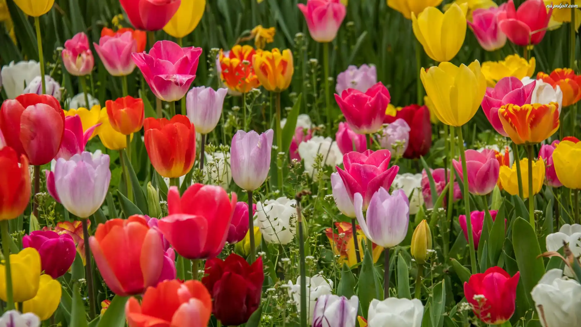 Kolorowe, Tulipany, Kwiaty, Trawa, Płatki