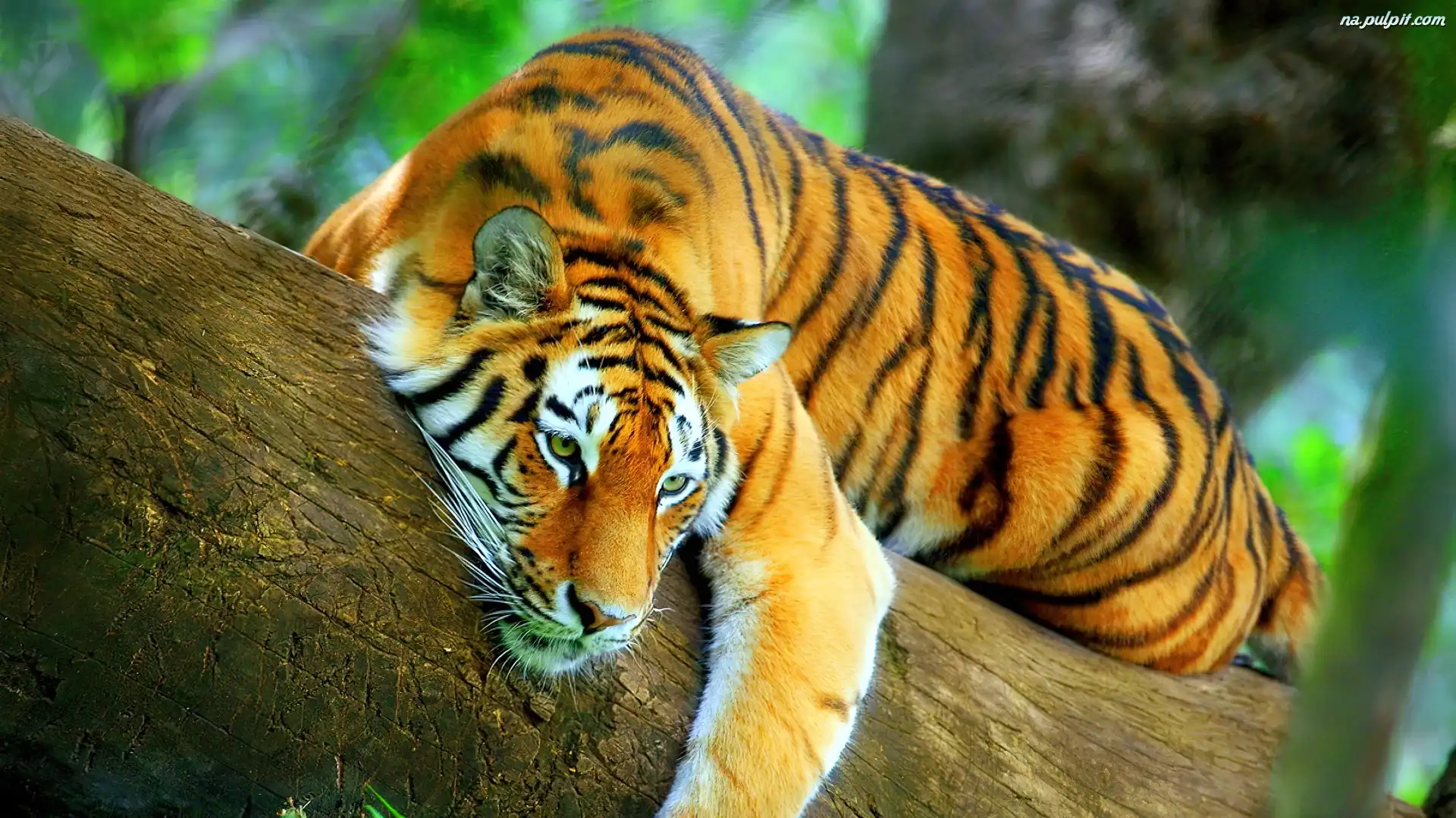 Odpoczynek, Tygrys, Drzewo