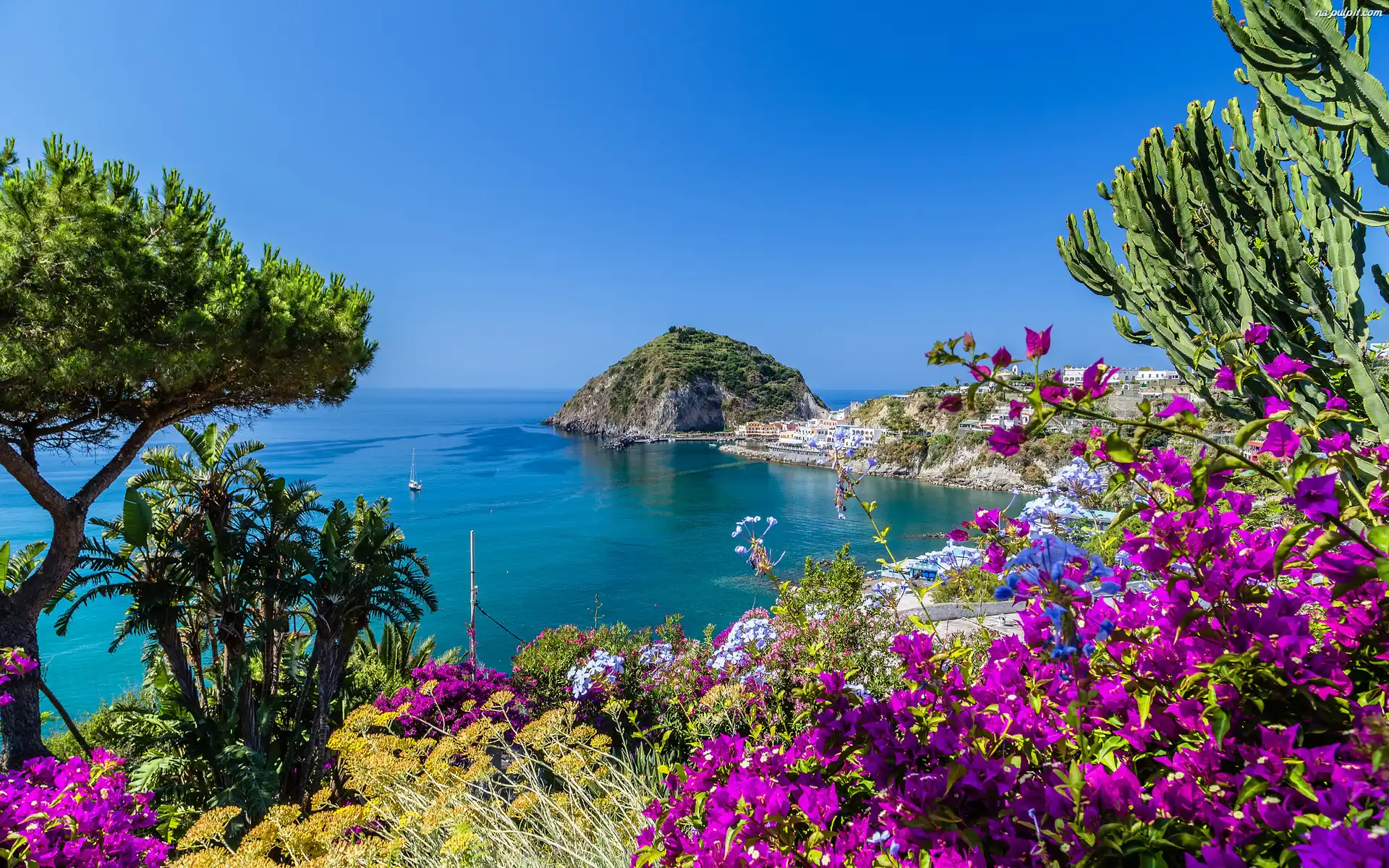Roślinność, Zatoka Neapolitańska, Kwiaty, Wybrzeże, Wyspa Ischia, Włochy, Morze Tyrreńskie