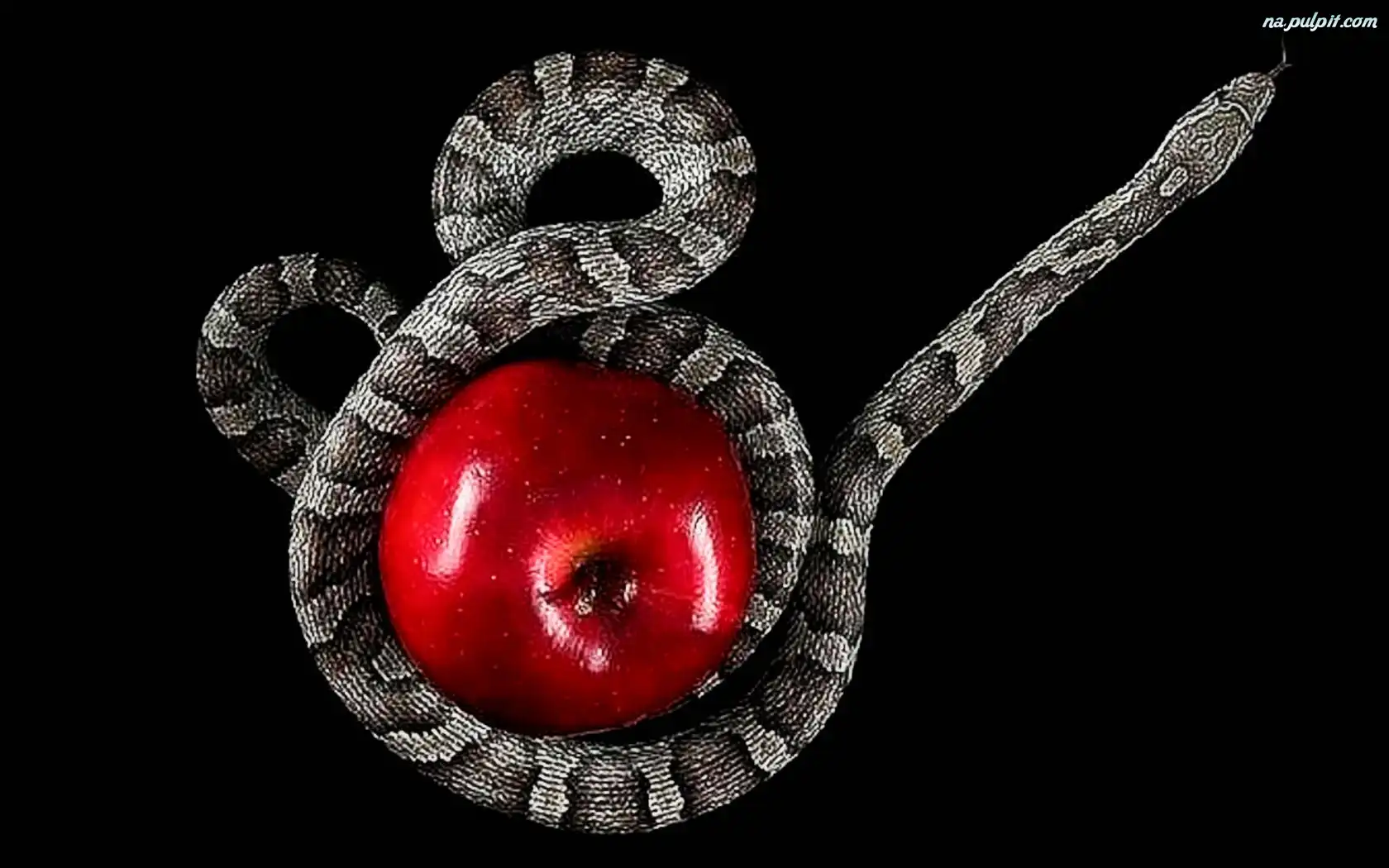 Jabłko, Wąż, Czerwone