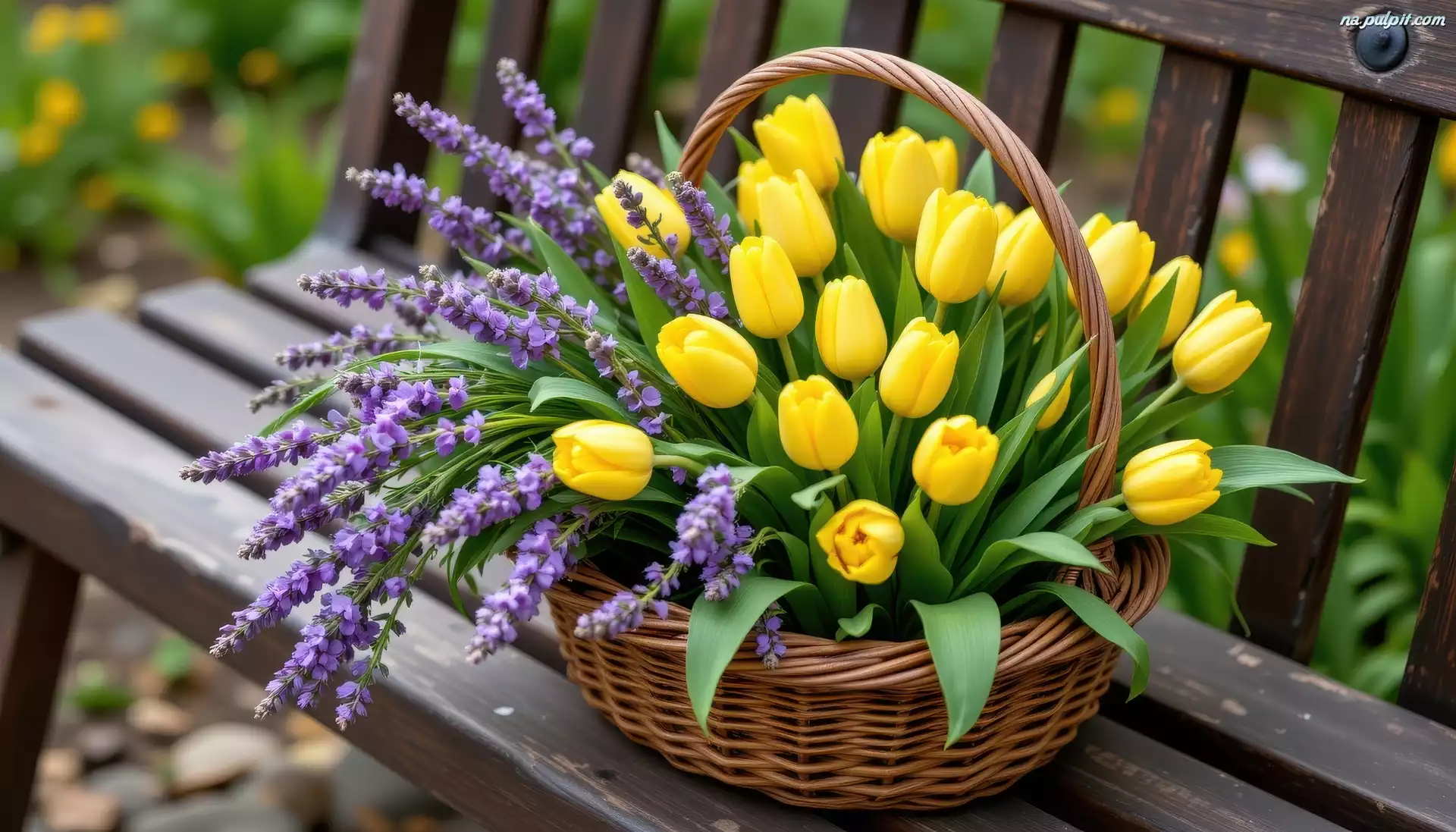 Ławka, Tulipany, Żółte, Wiklinowy, Koszyk, Kwiaty, Lawenda