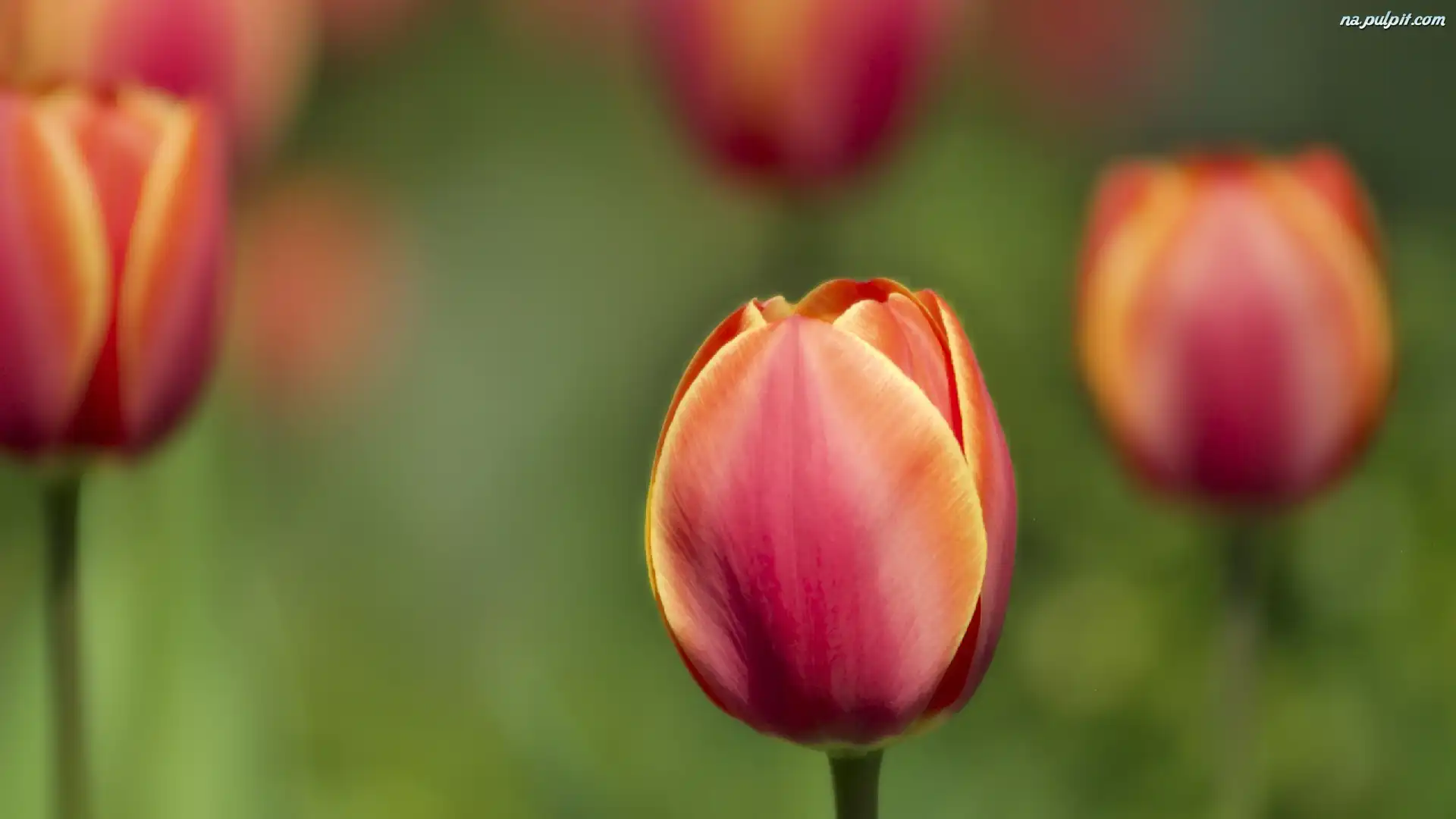 Tulipana, Zamknięty, Kwiat
