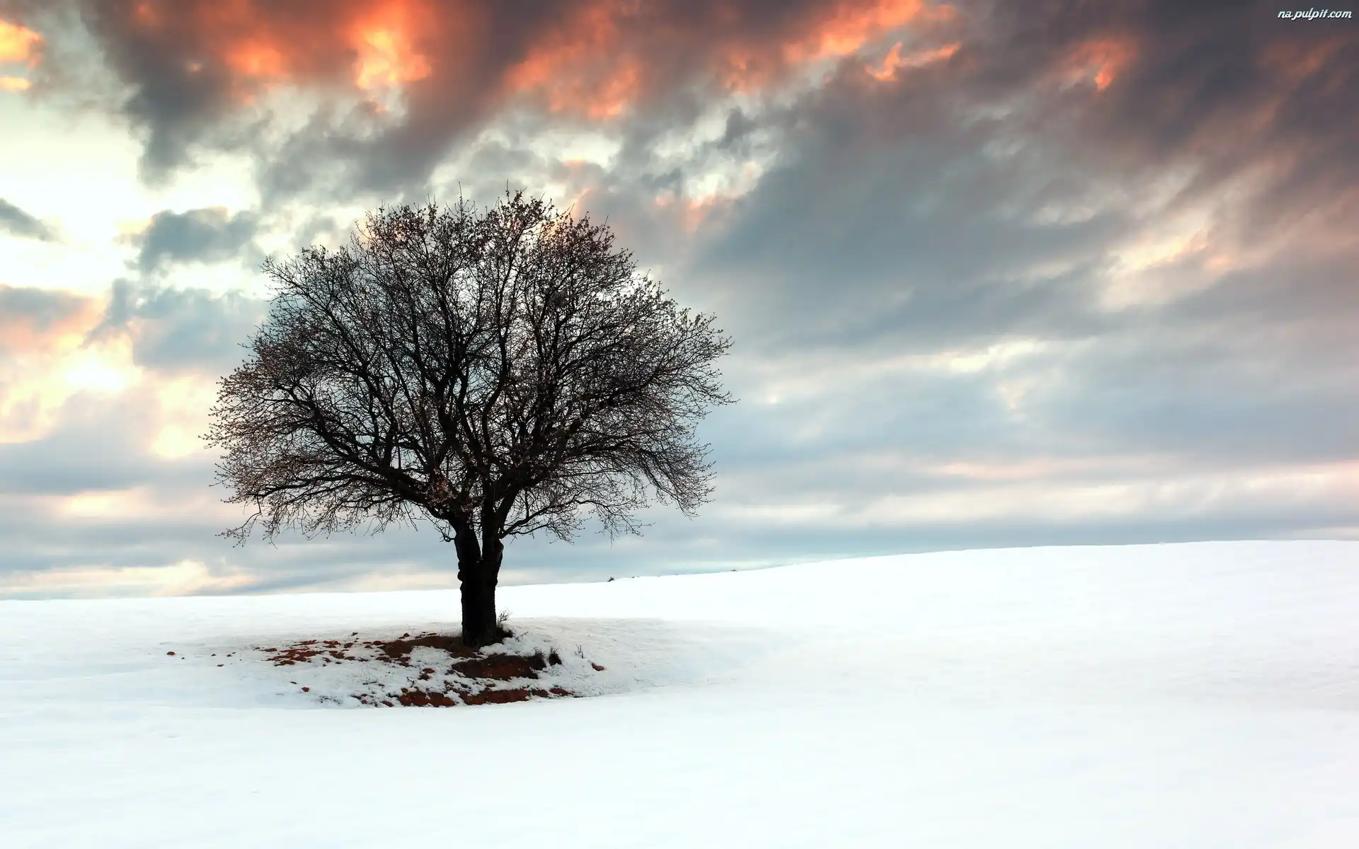 Zima, Słońca, Zachód, Drzewo, Śnieg